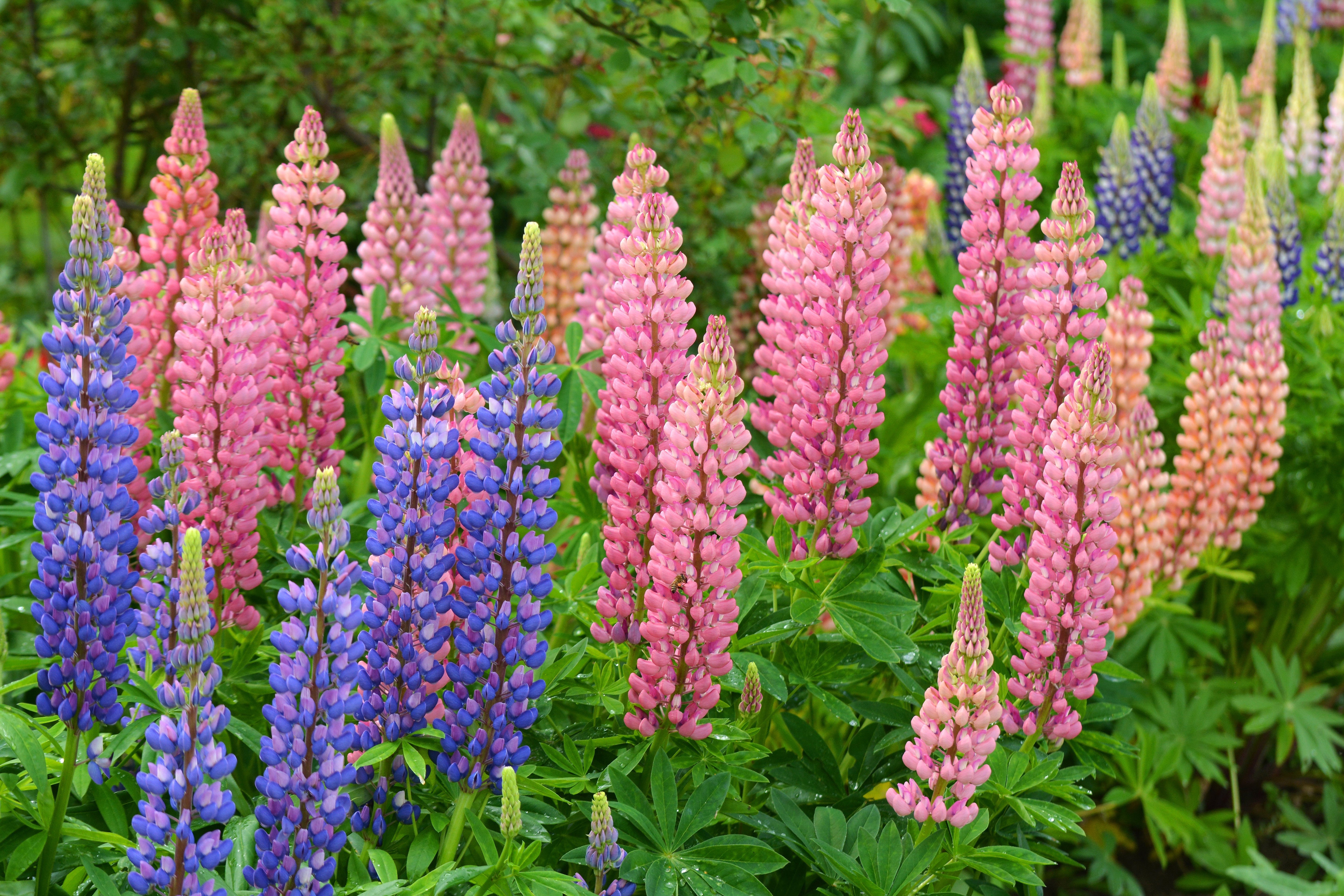 LUPINE EXTRACT