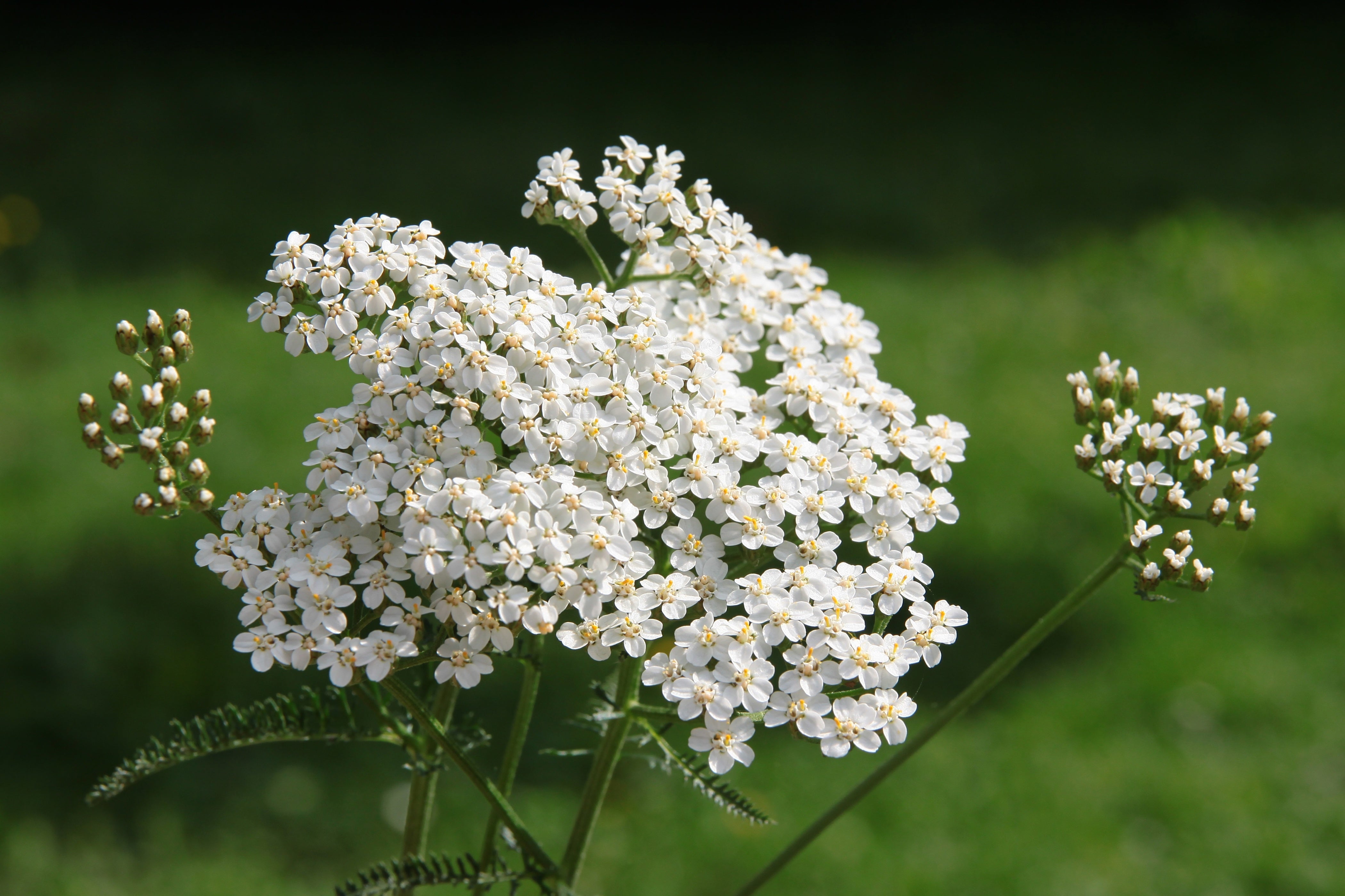BLUE YARROW ESSENTIAL OIL