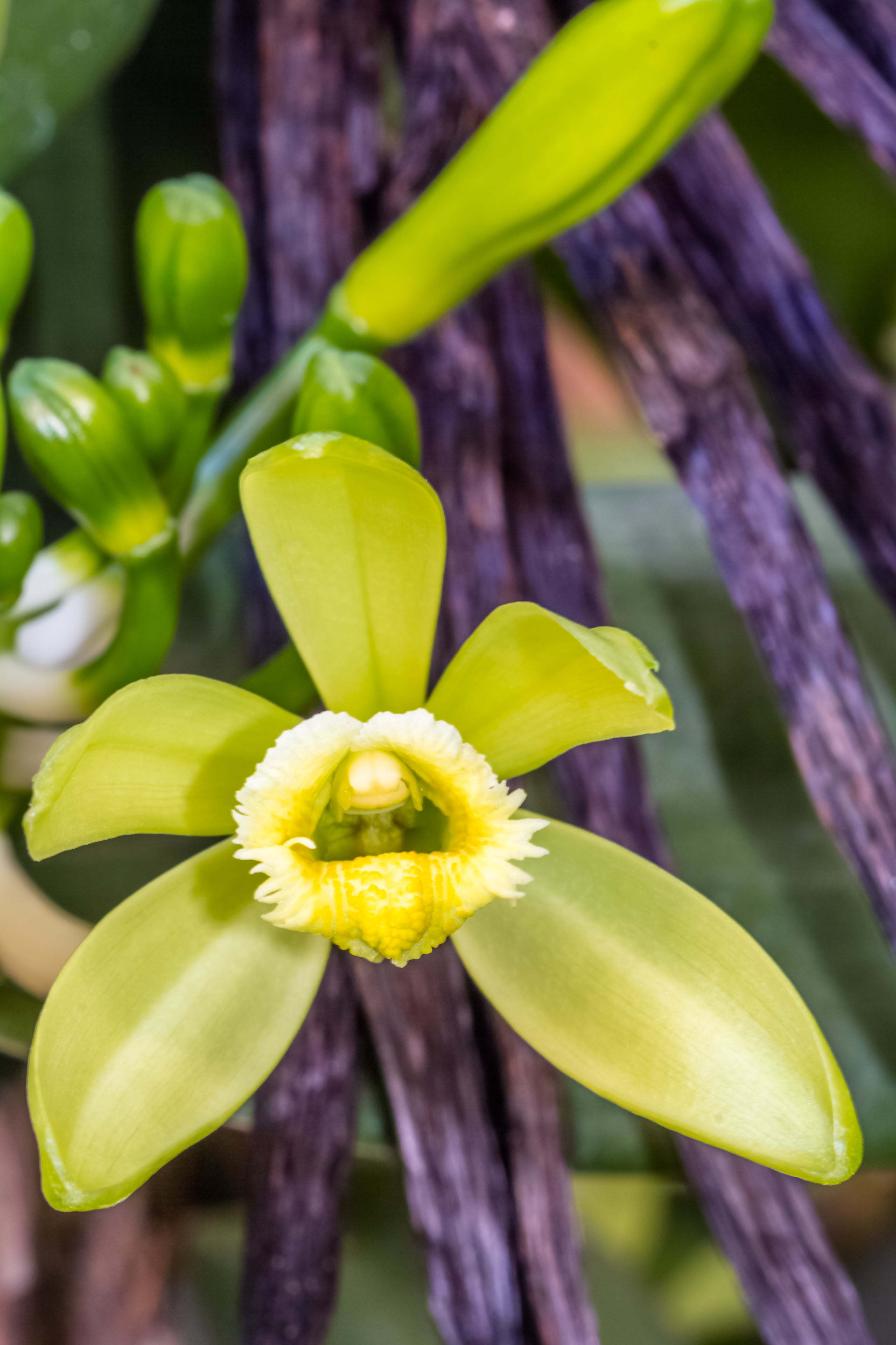 VANILLA ESSENTIAL OIL