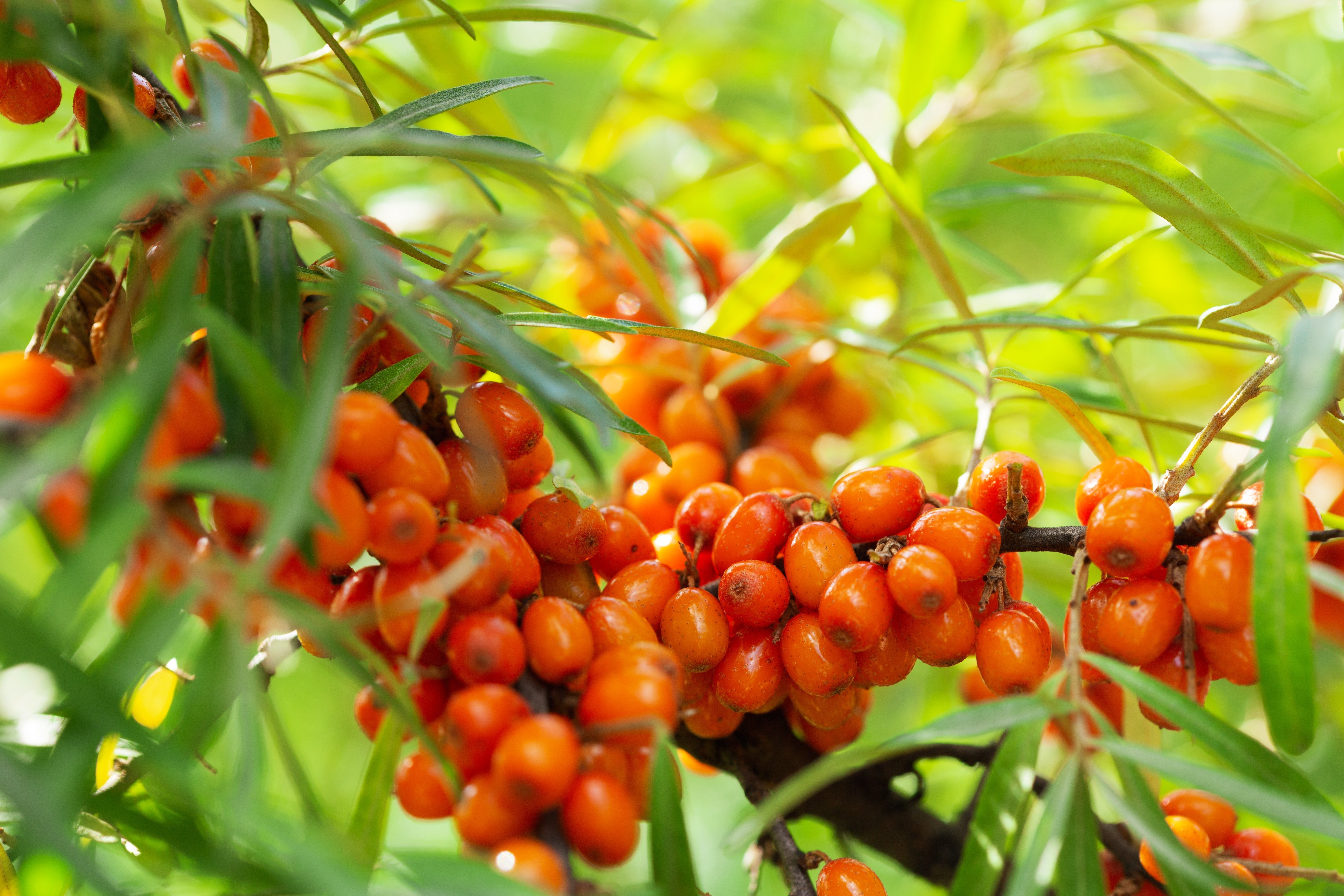 SEA BUCKTHORN OIL