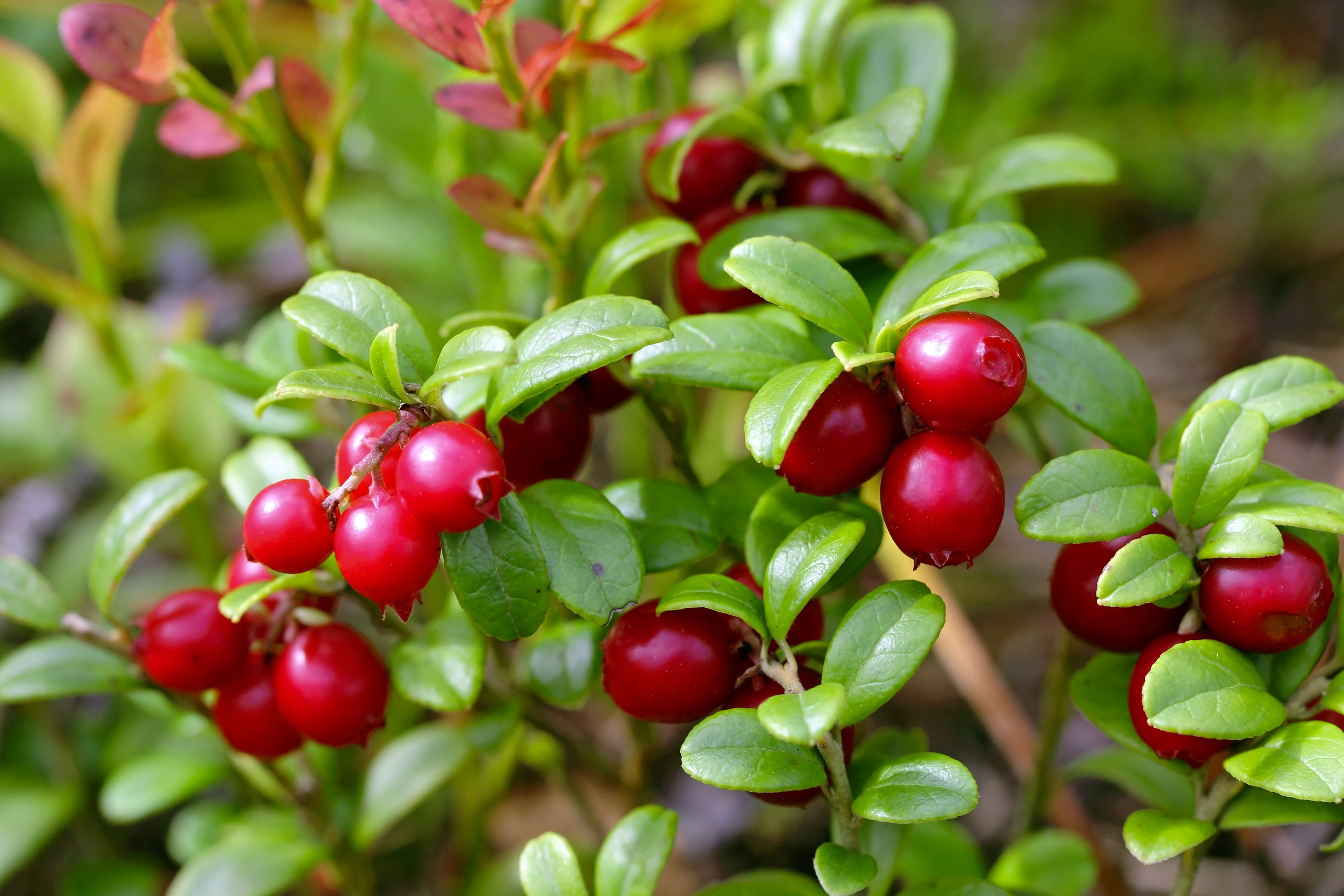 ARCTIC CRANBERRY OIL