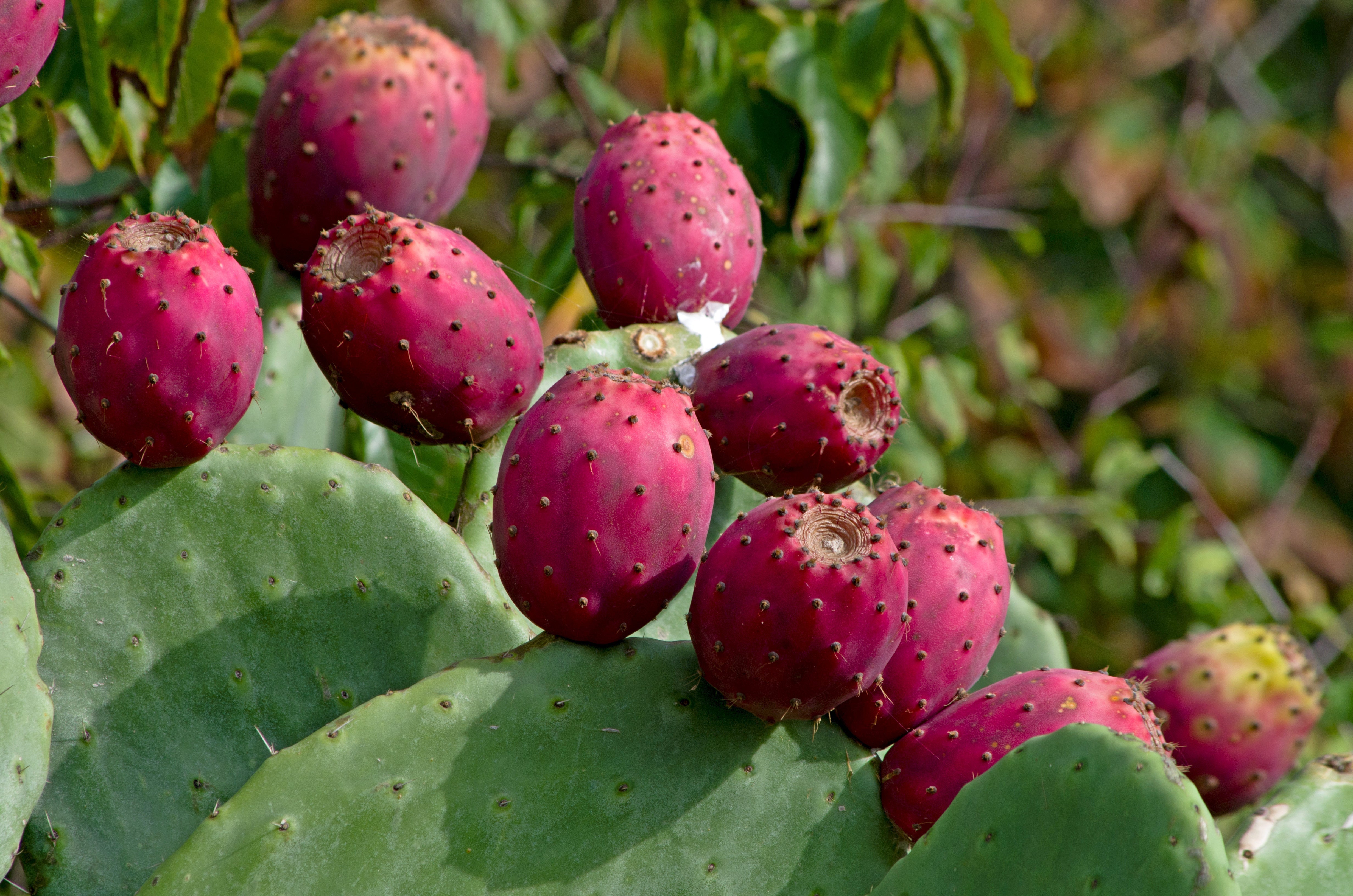 PRICKLY PEAR OIL