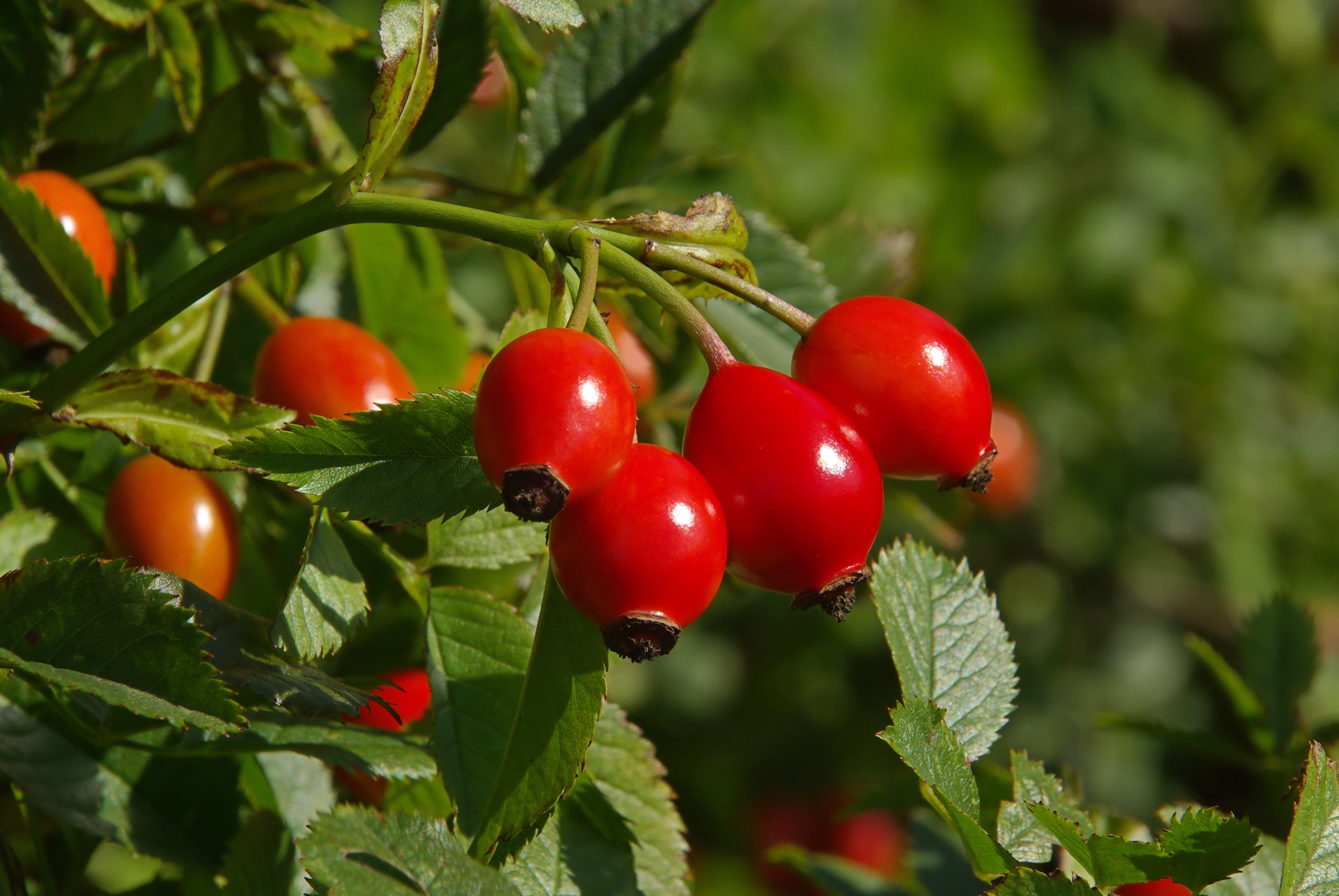 ROSEHIP OIL