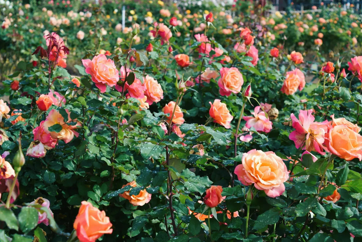 Peach-pink roses blooming among rosebuds and lush green leaves in a garden filled with flowering rose bushes