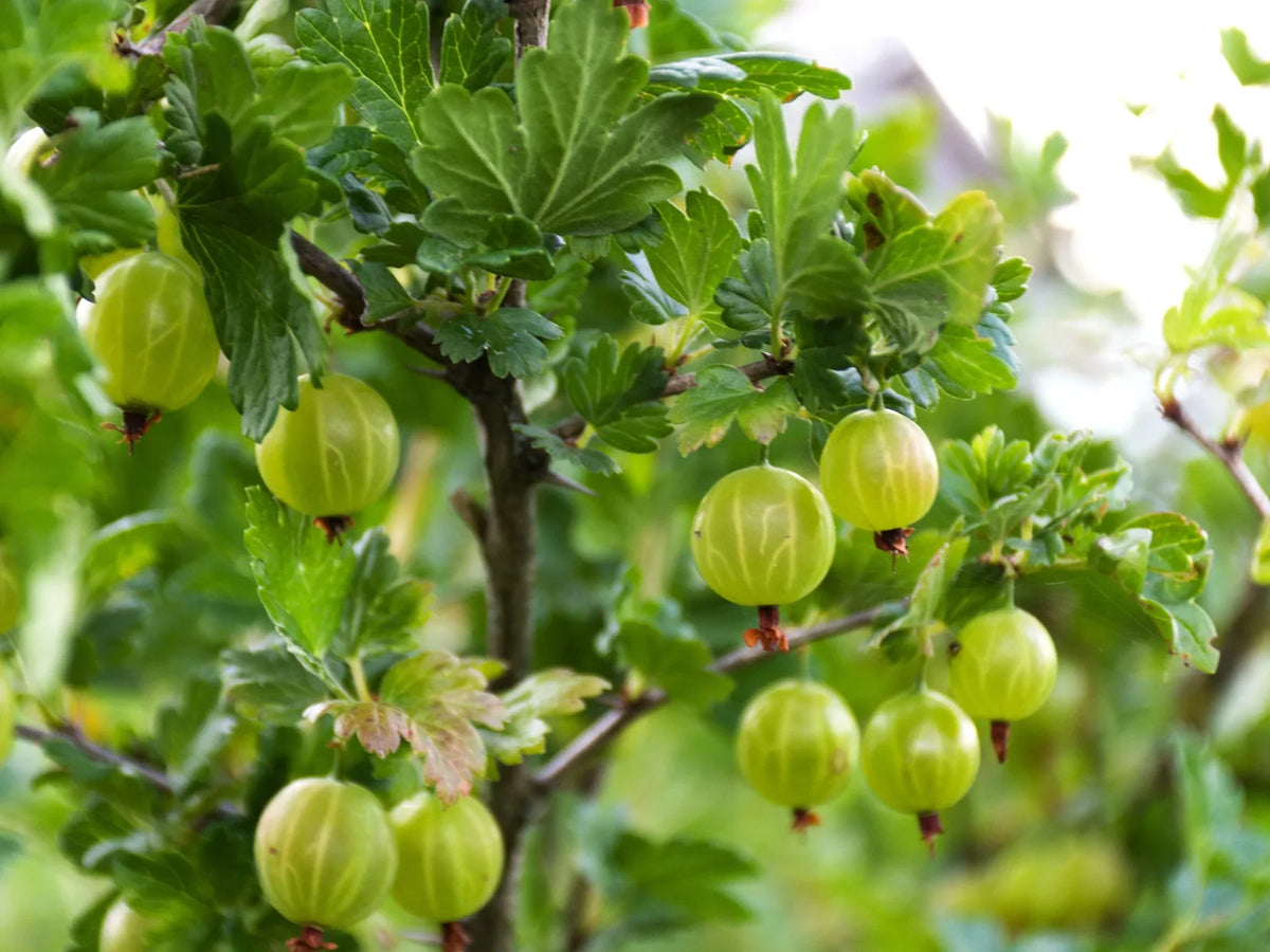 Fresh green amla fruits hanging from branches surrounded by lush green leaves
