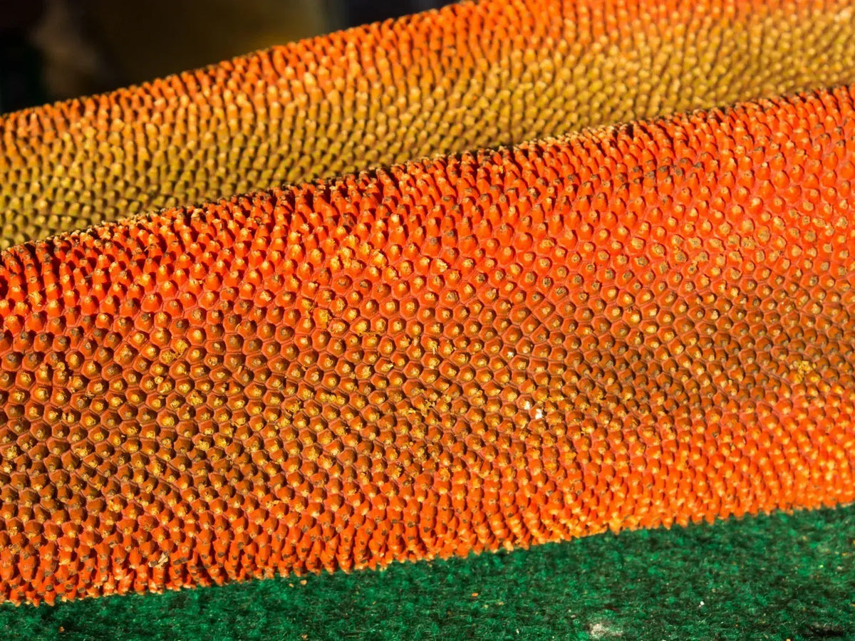 Close-up of orange-red Buah Merah fruit with a densely packed, textured surface