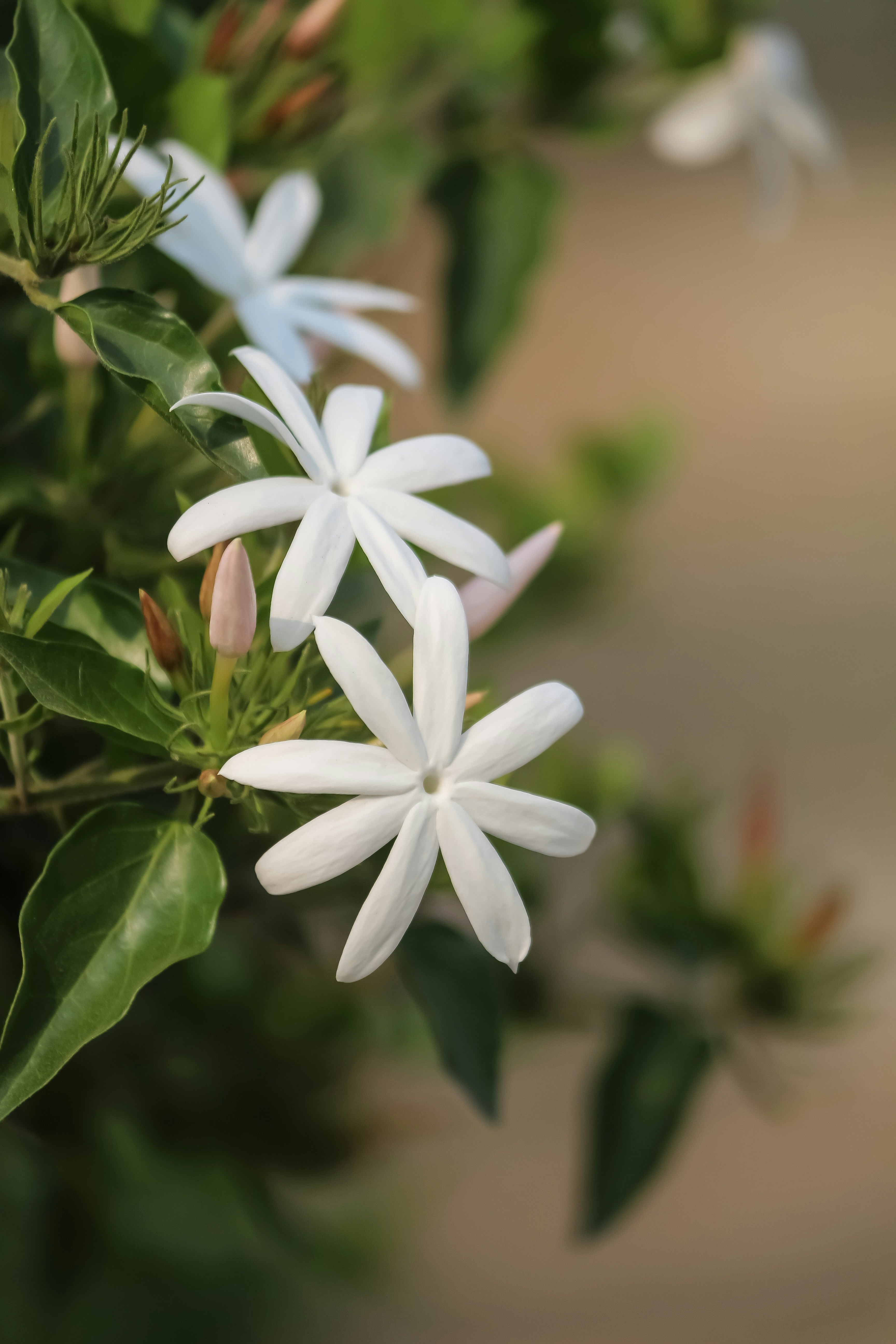 JASMINE ESSENTIAL OIL