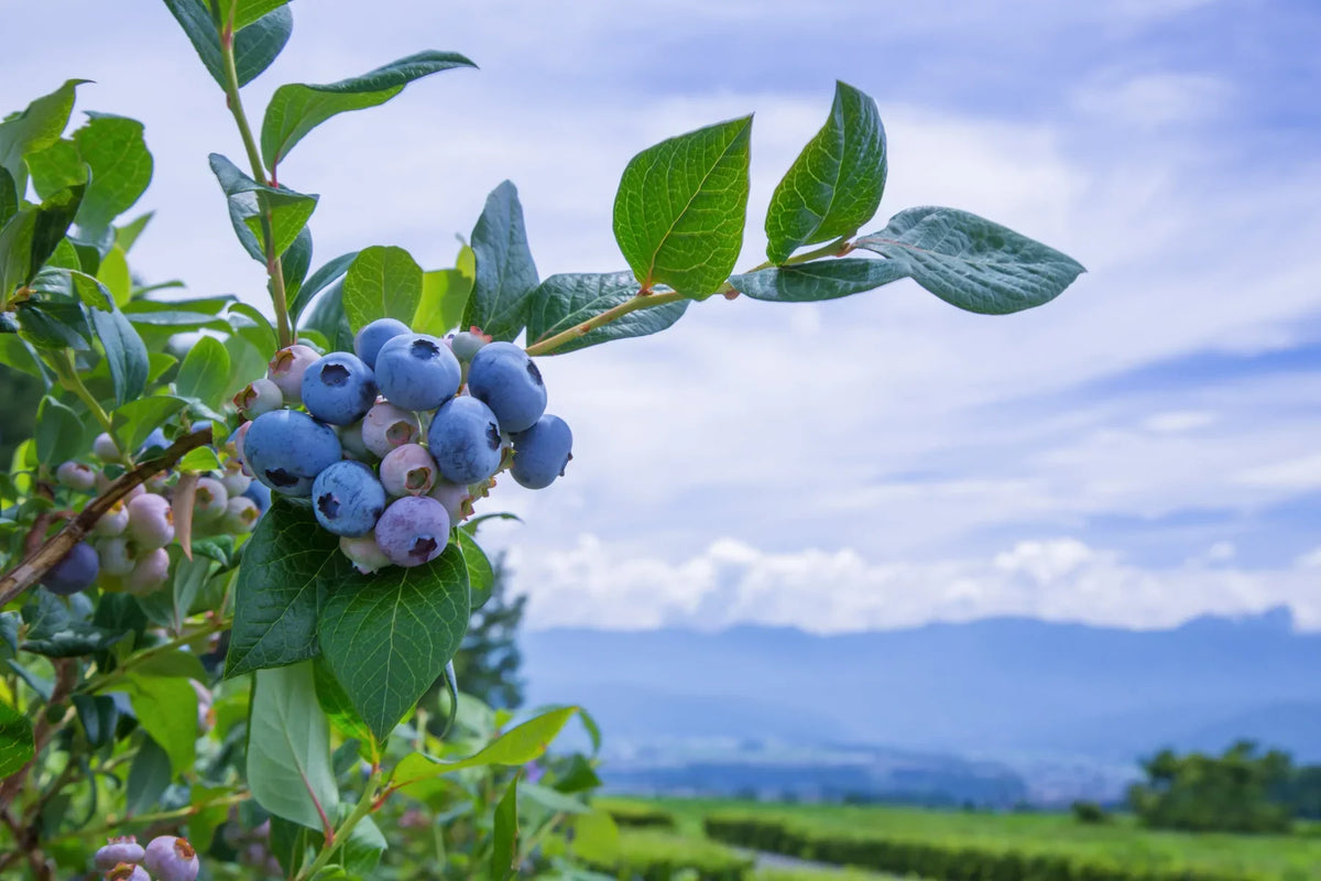 Cluster of blue and pale purple blueberries growing on a bush with green leaves, with distant mountains and a cloudy sky in the background.