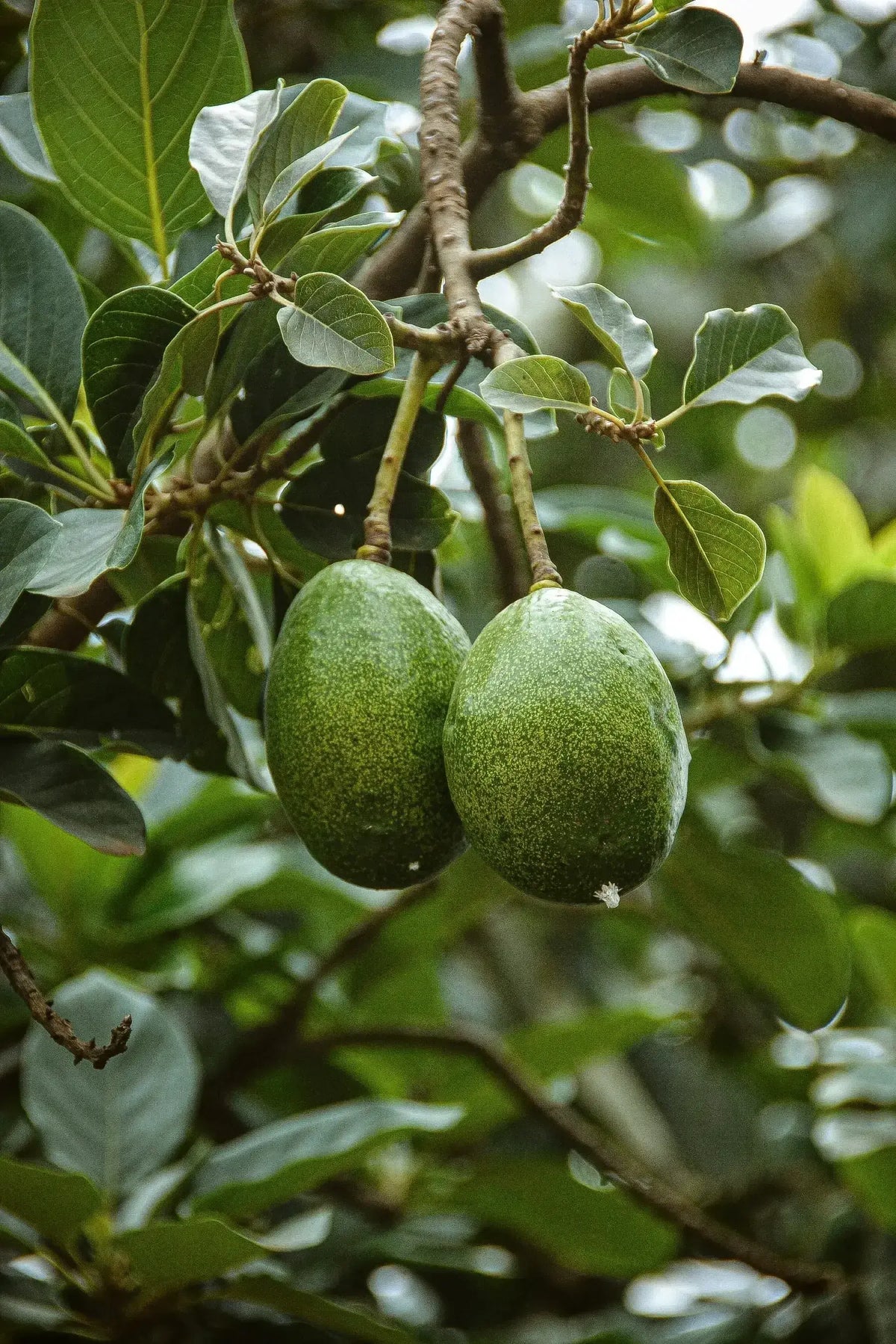 Two fresh green avocados hanging from a tree branch surrounded by lush green leaves.