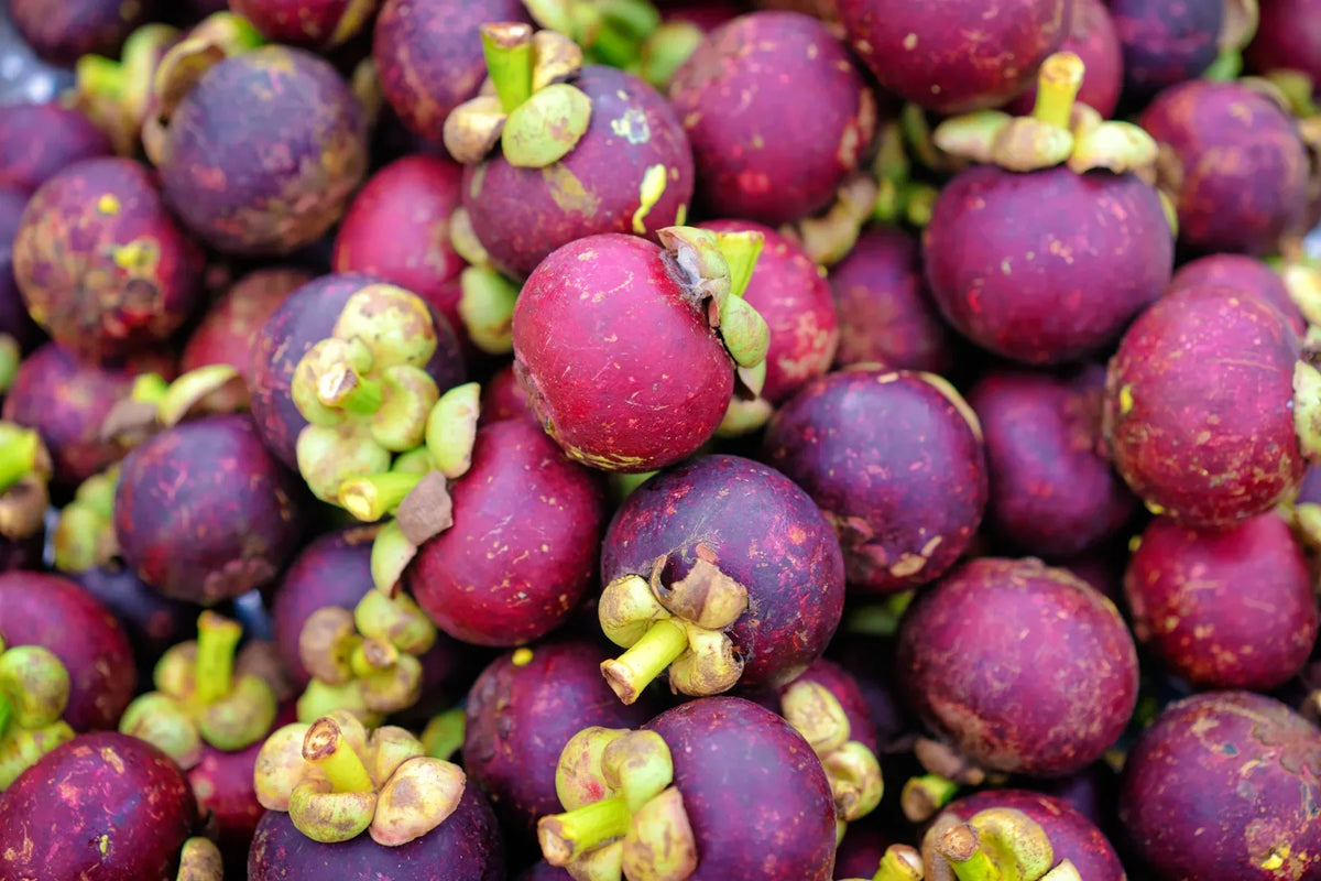 Close-up of fresh mangosteen fruits with deep purple and reddish-purple skins, green stems, and leafy sepals.