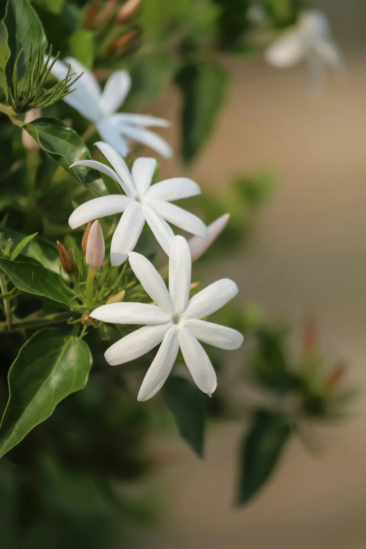 White jasmine flowers in full bloom surrounded by green leaves and delicate buds, representing the natural source of jasmine essential oil.