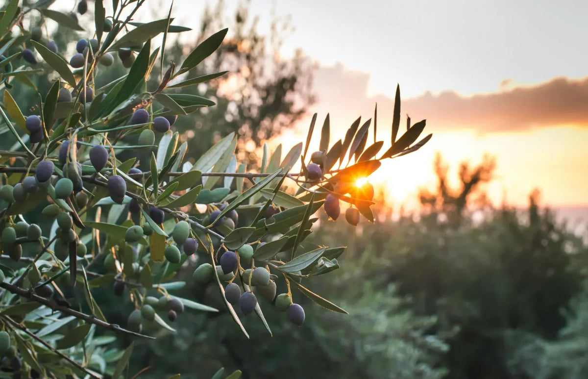 Olive tree branches with green and purple olives and narrow green leaves illuminated by warm golden sunlight at sunset