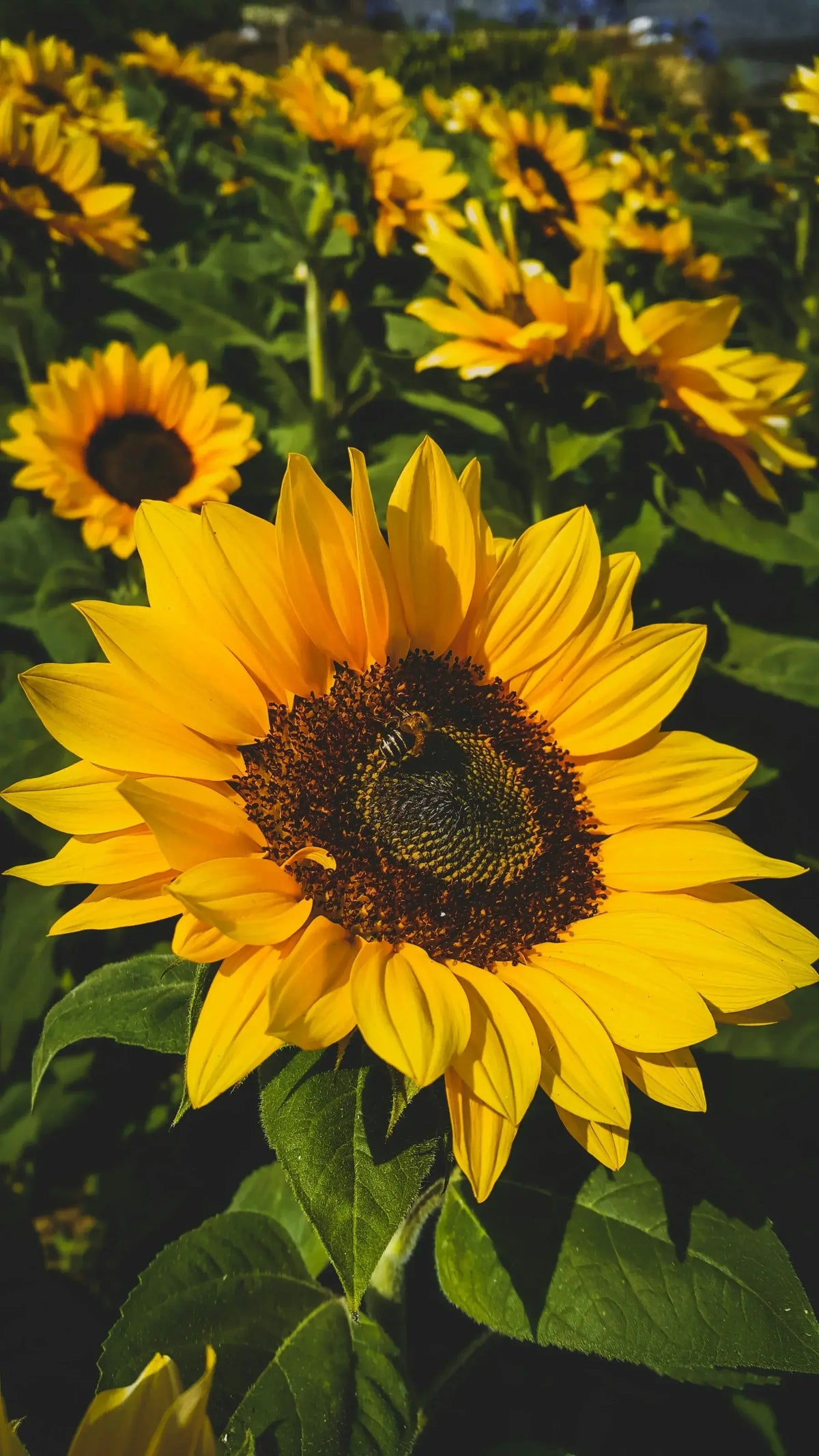 Close-up of a bright yellow sunflower with a dark brown centre and green leaves, with more blooming sunflowers in the background.