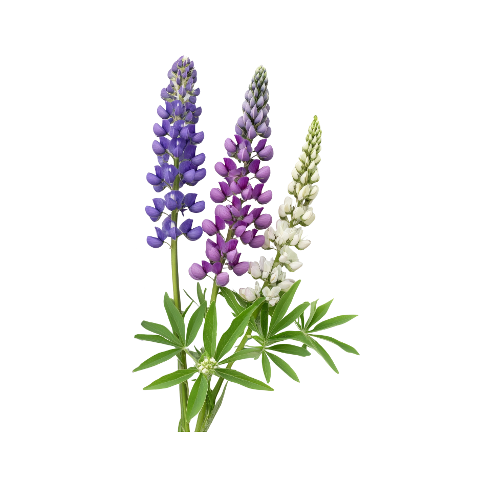 Lupine flowers used as a botanical ingredient in Celeste Switala skincare products