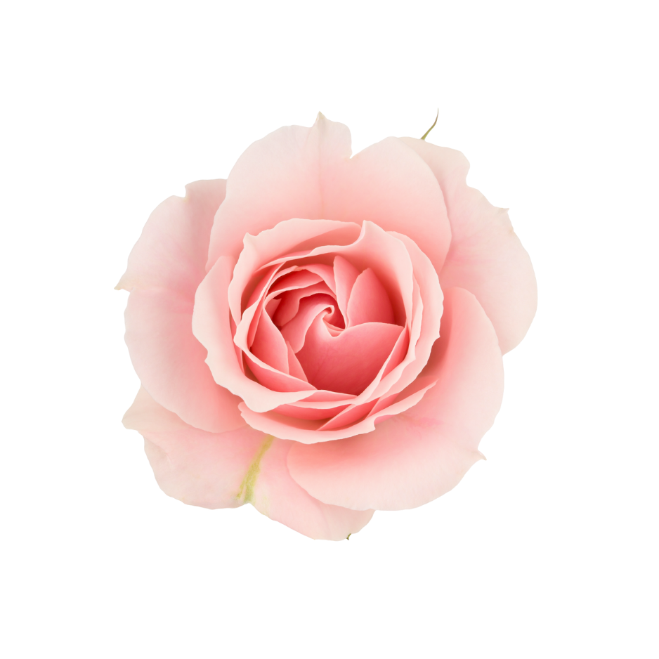 Rose de Mai flower used in Celeste Switala skincare products
