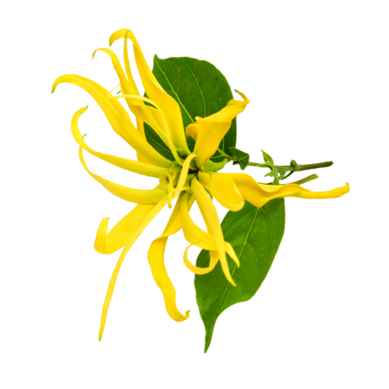 Ylang ylang flower used as a botanical ingredient in Celeste Switala skincare products