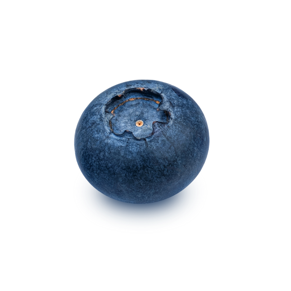 Fresh blue blueberry used as a skincare ingredient