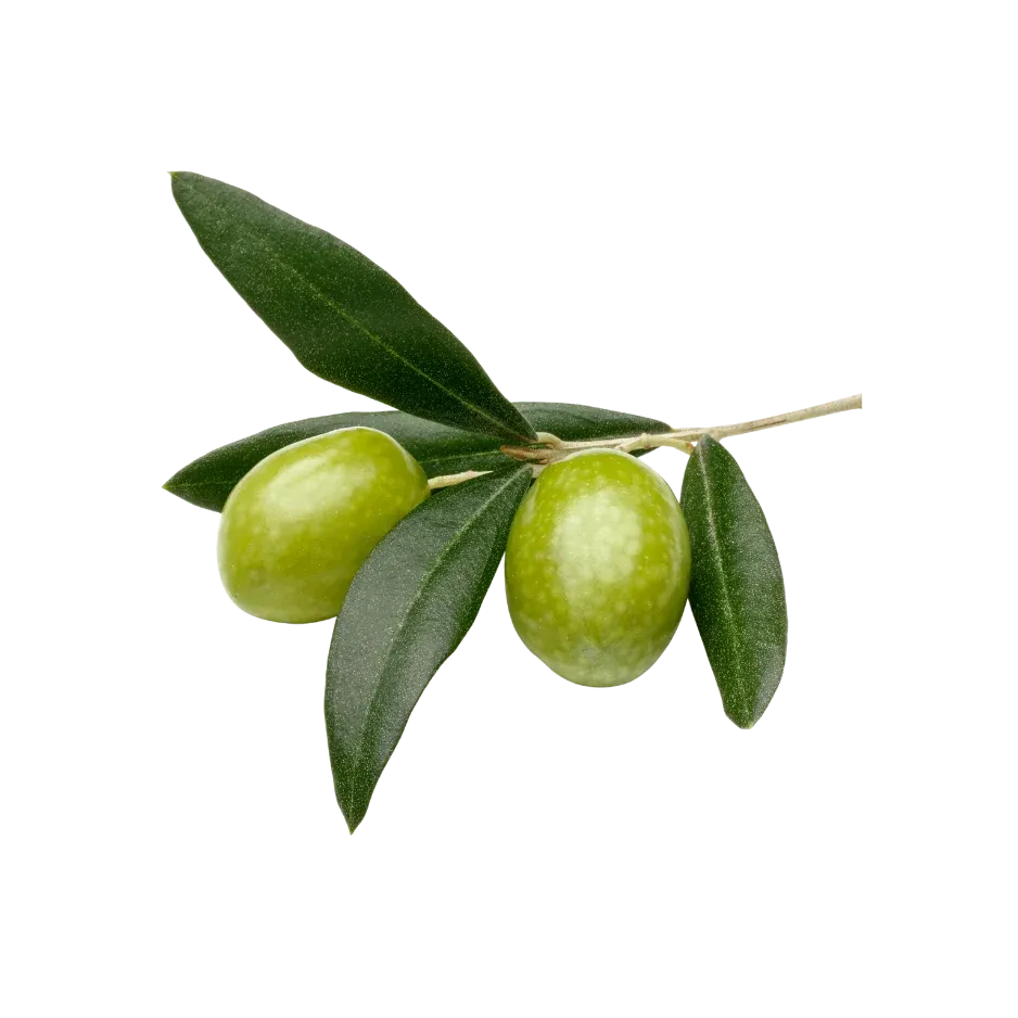 Green olives with fresh olive leaves representing olive-derived squalane oil for skincare.