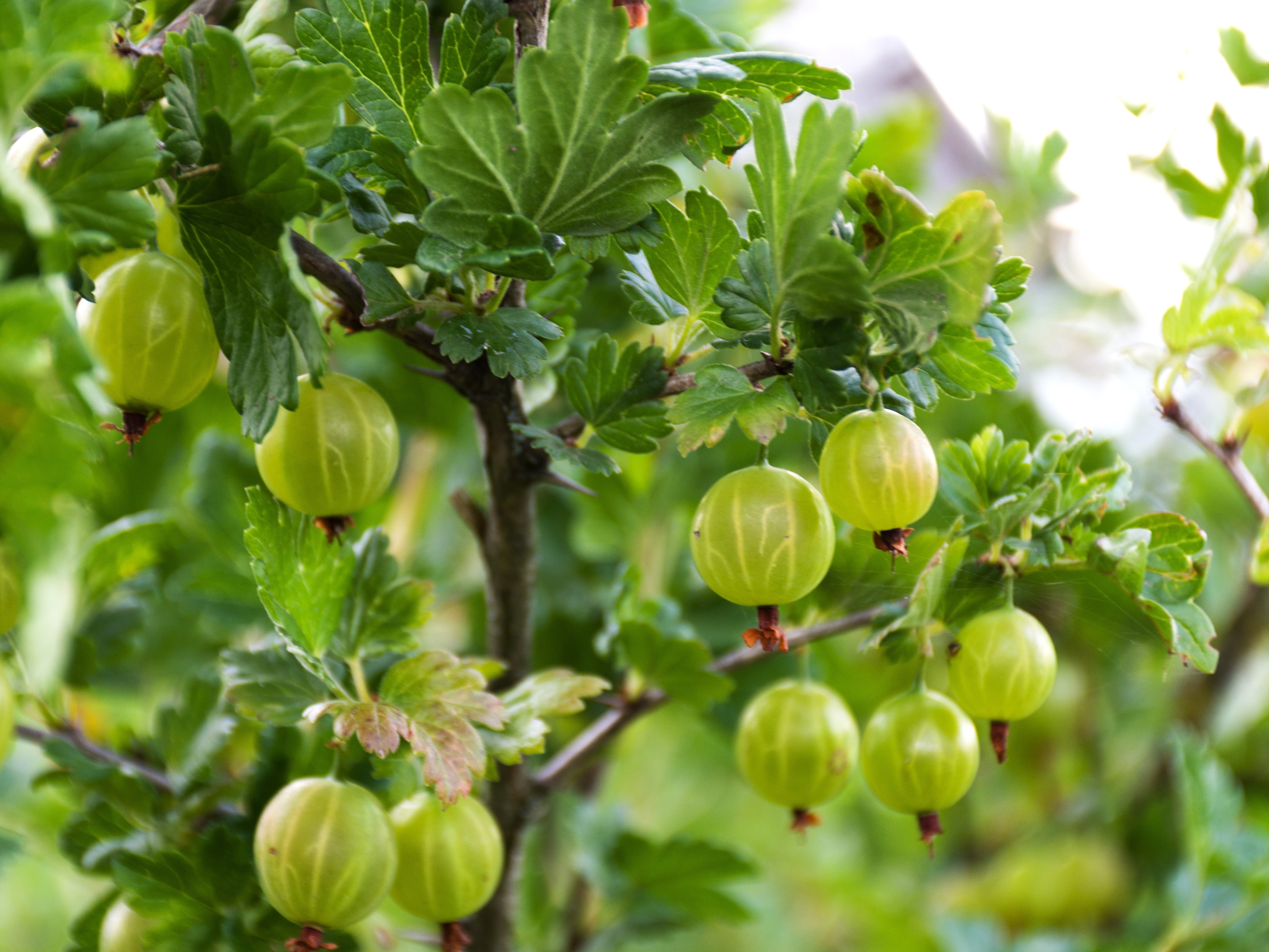 AMLA OIL