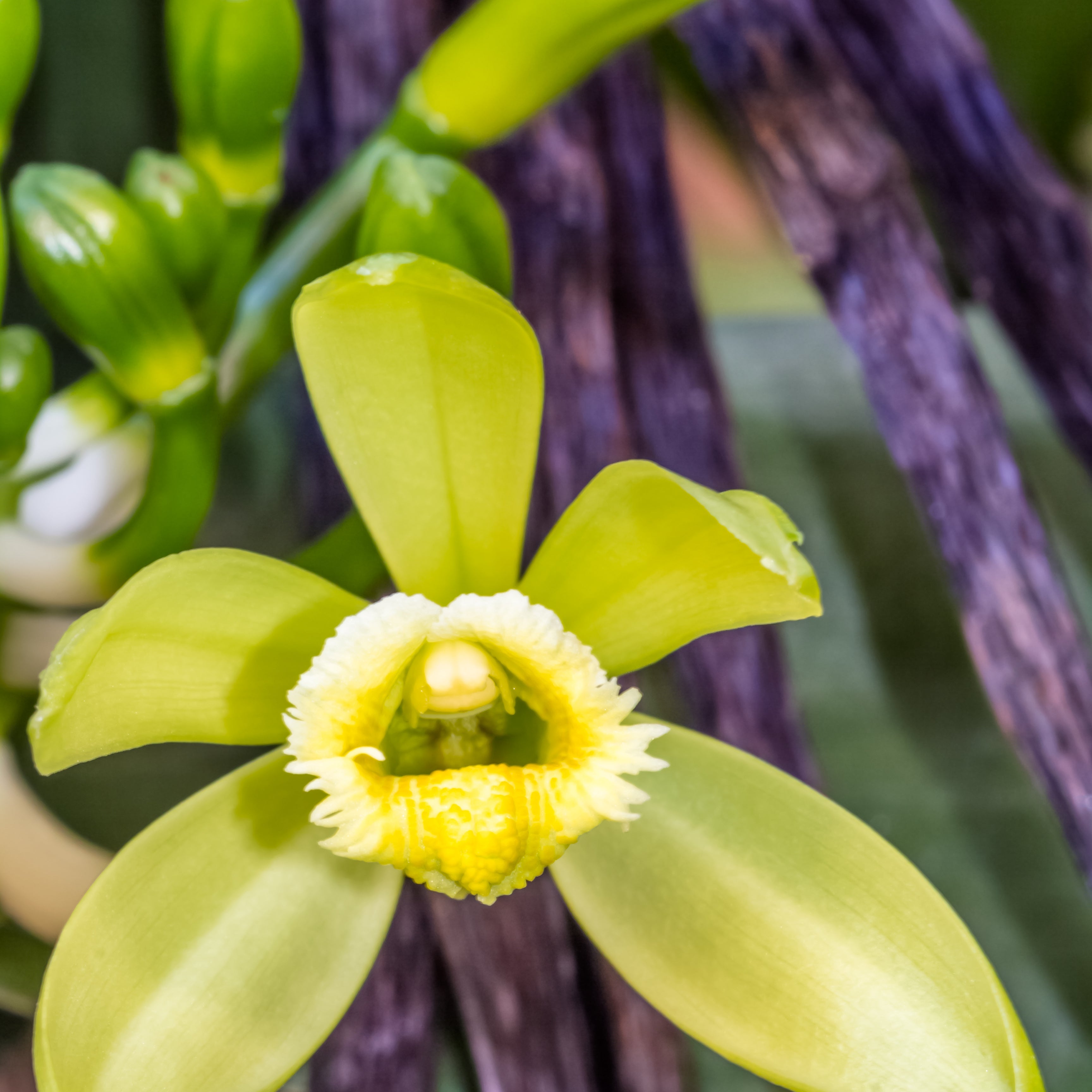 VANILLA ESSENTIAL OIL
