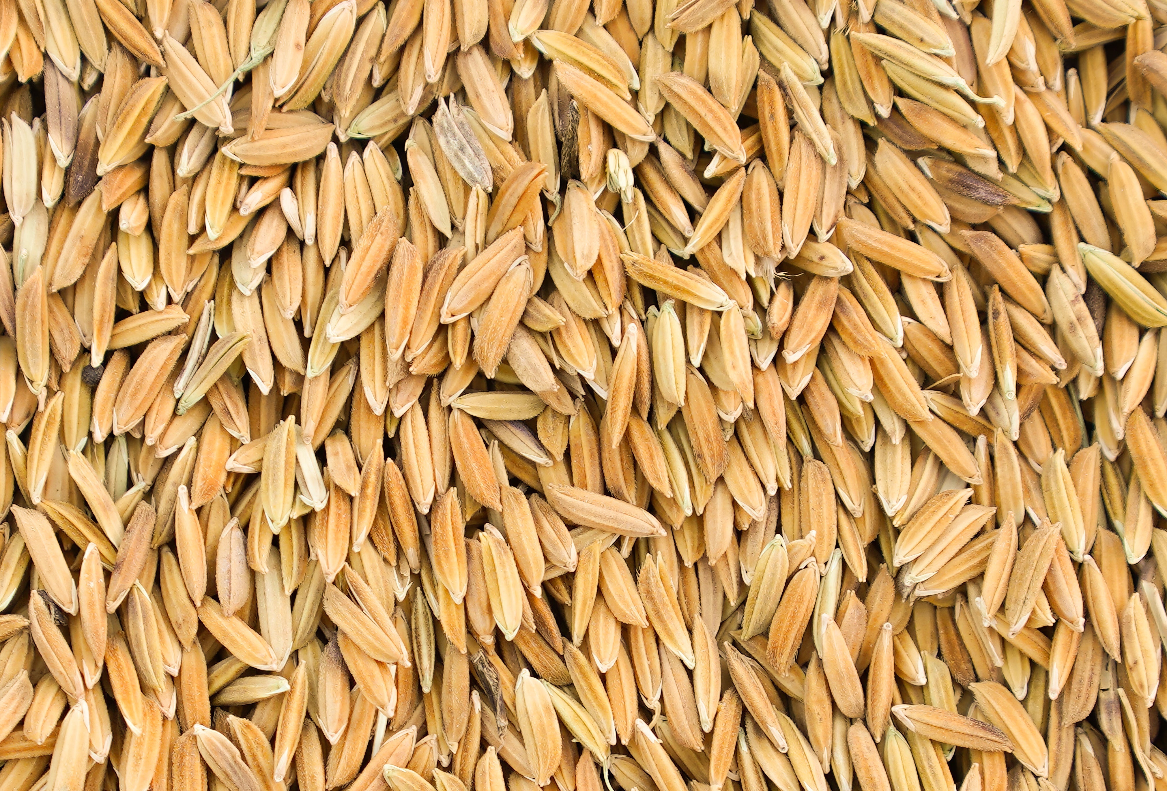 RICE BRAN OIL