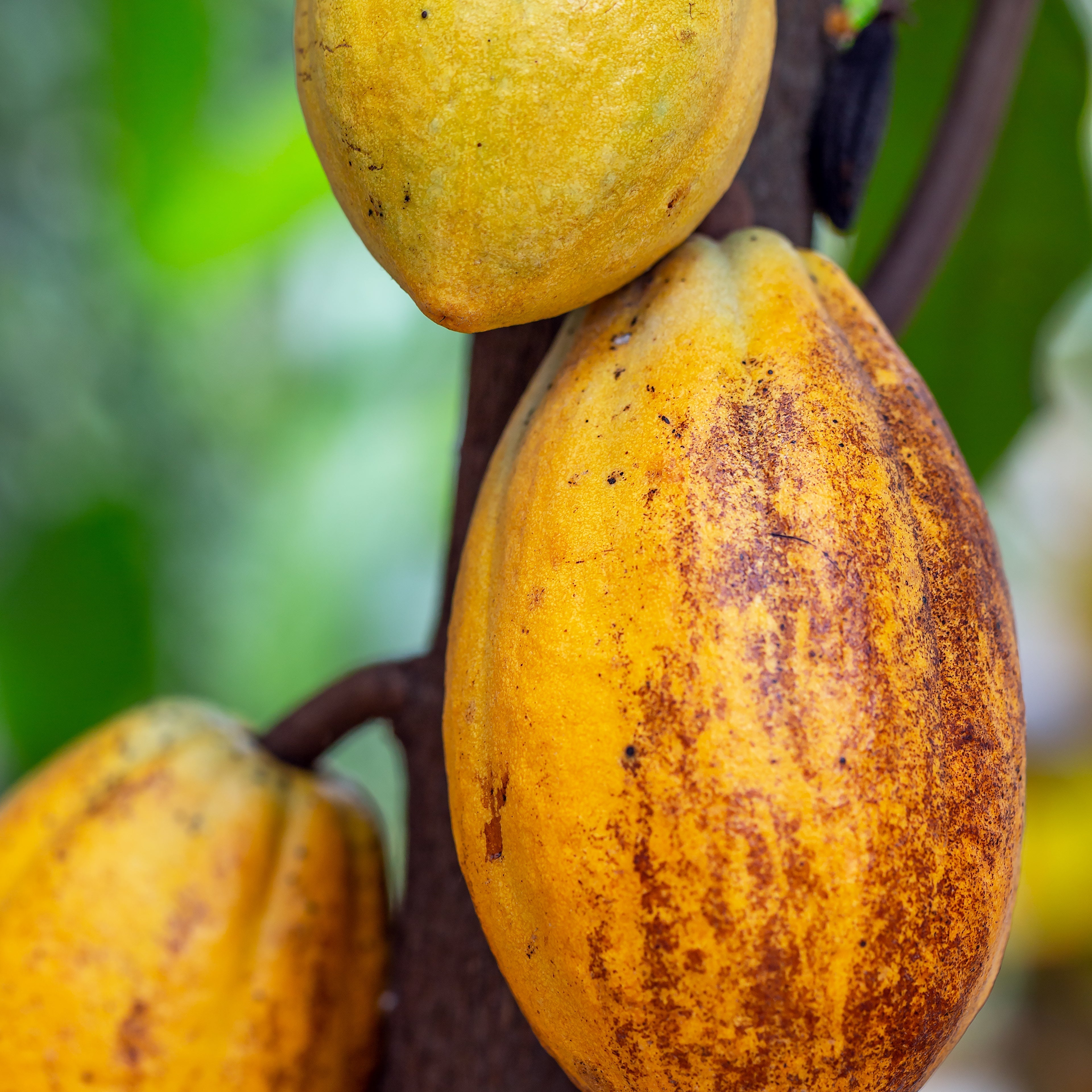 CACAY OIL