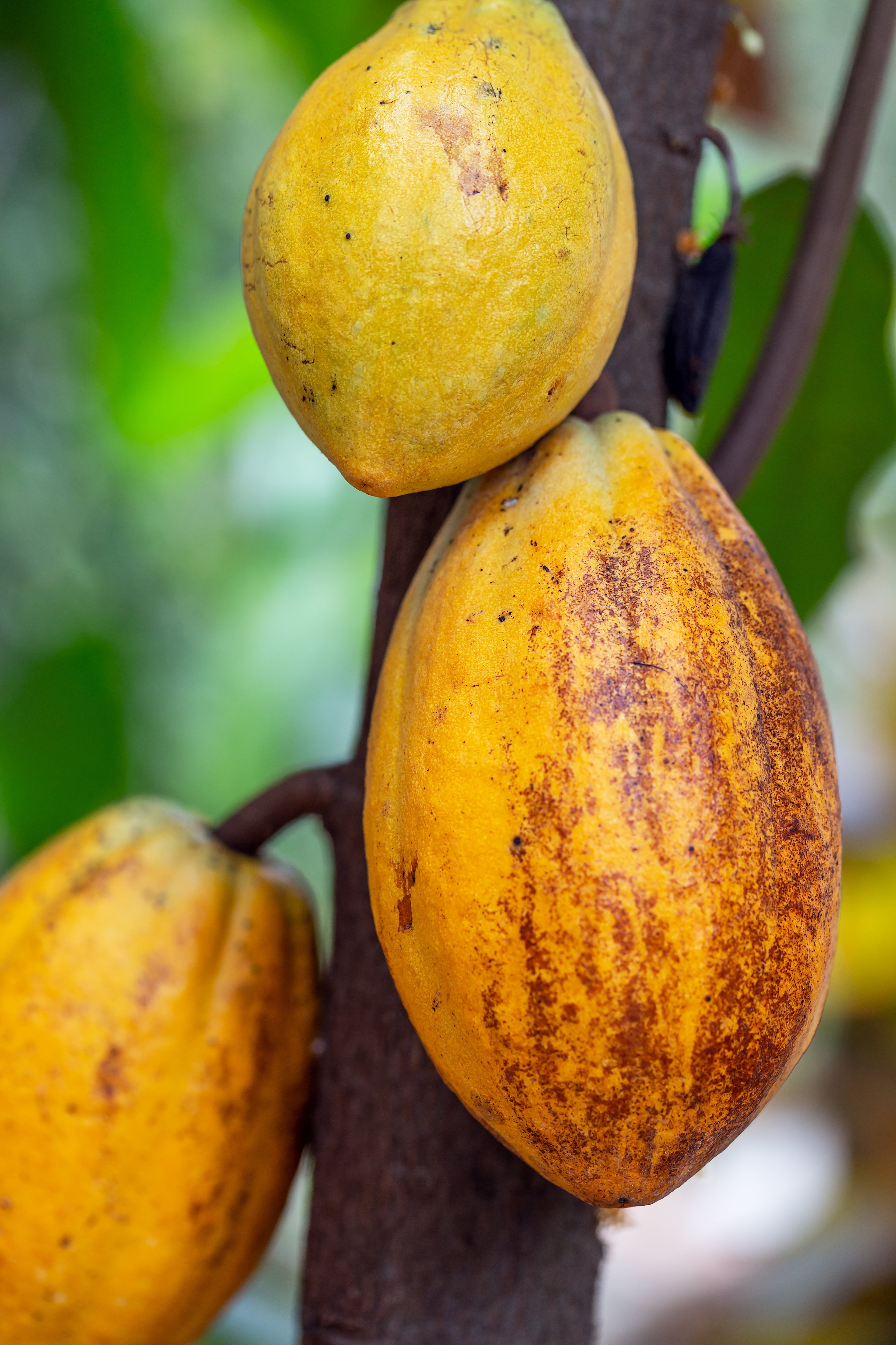 CACAY OIL