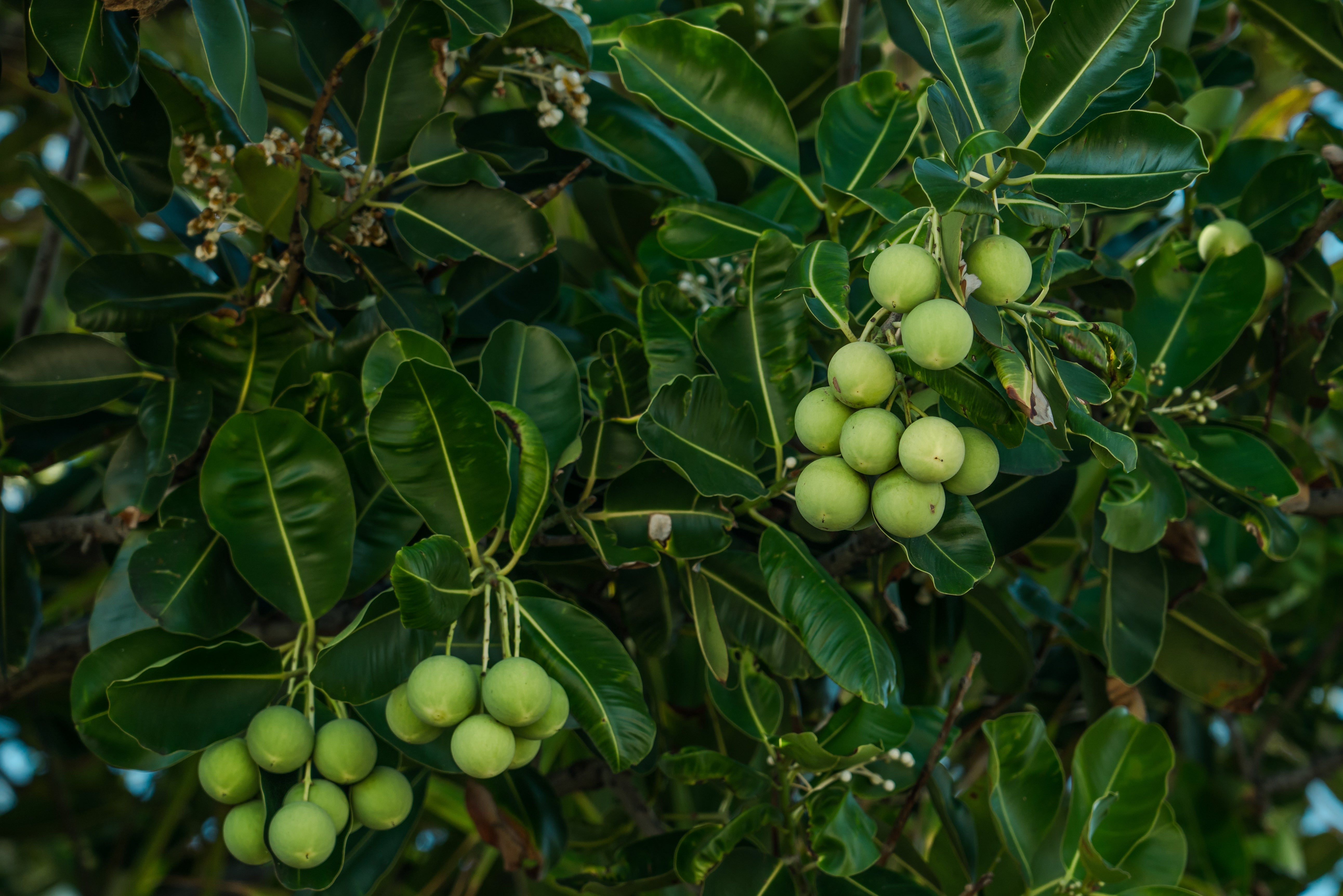 TAMANU OIL