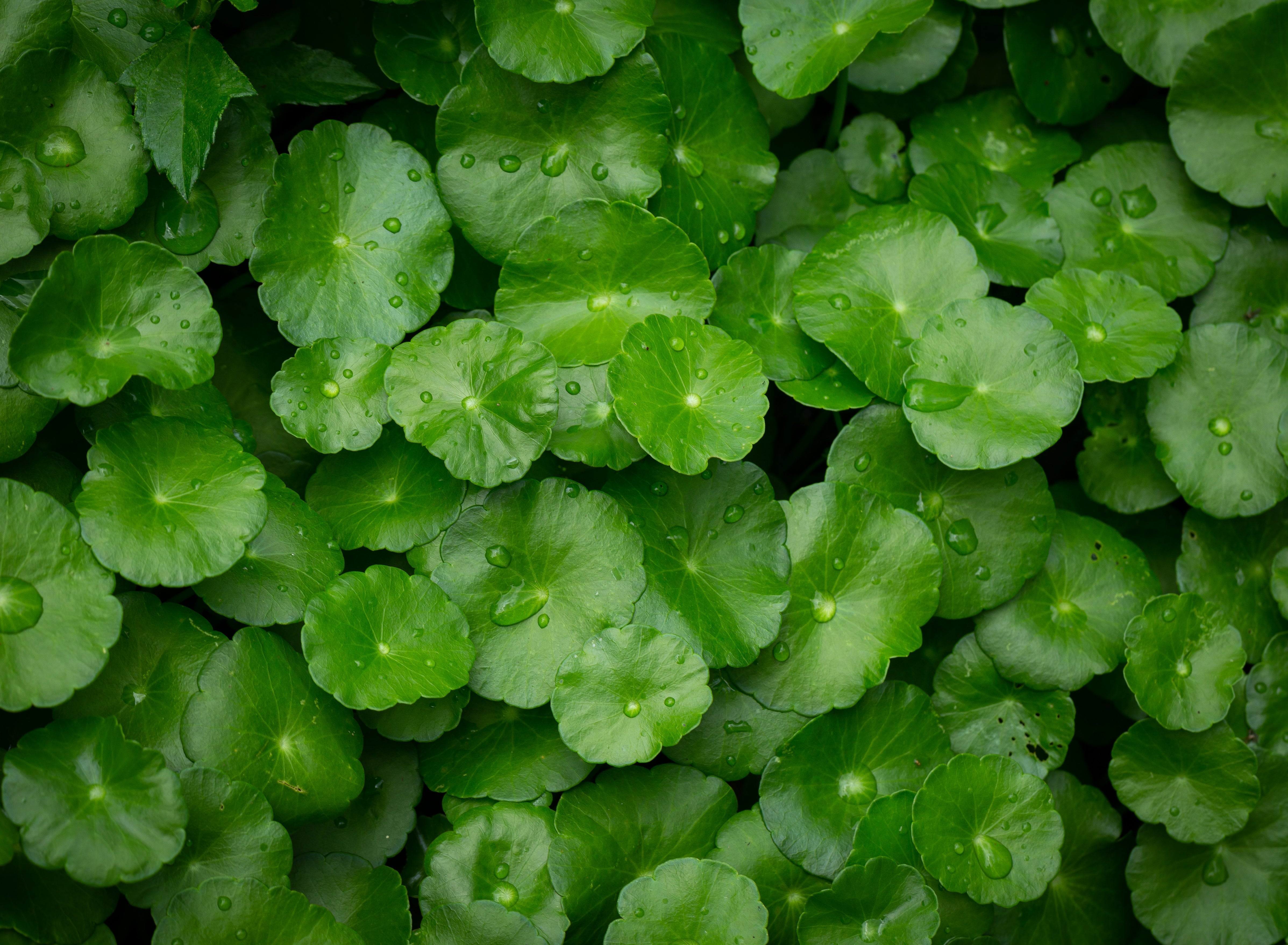 GOTU KOLA EXTRACT