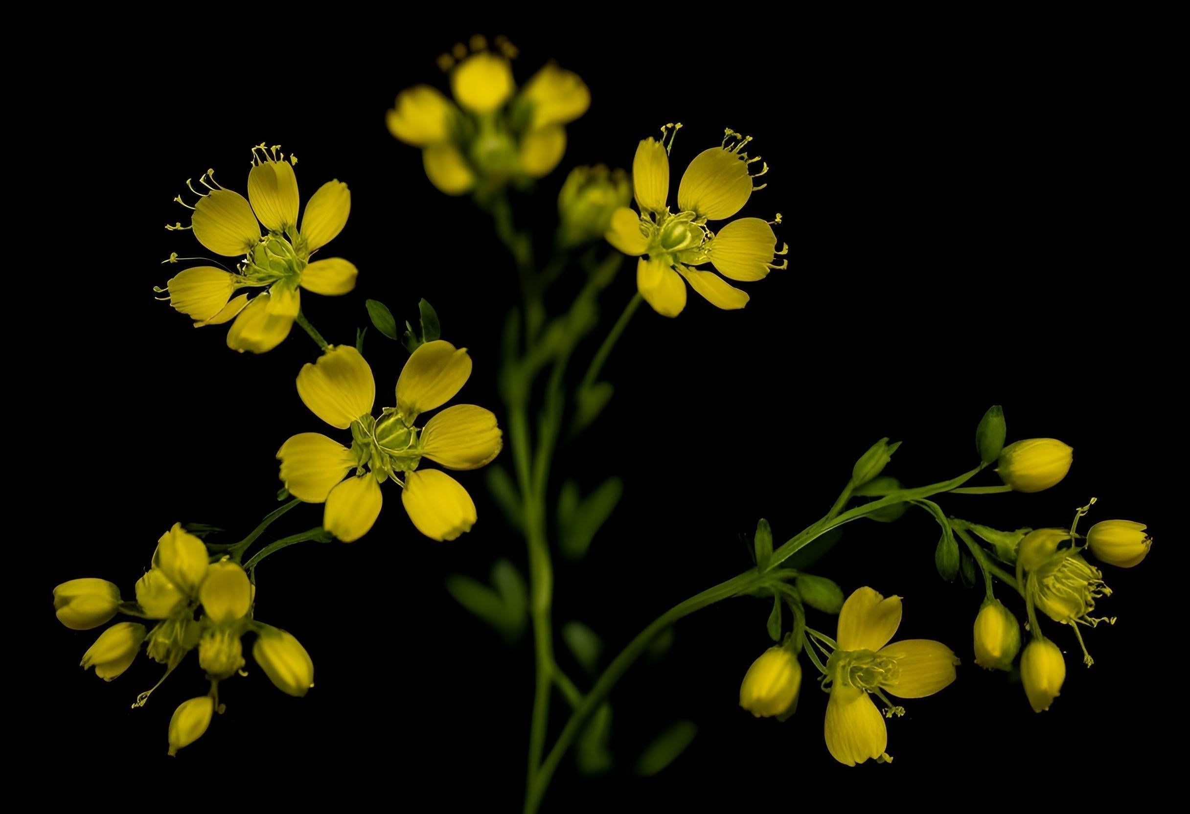 CAMELLINA OIL