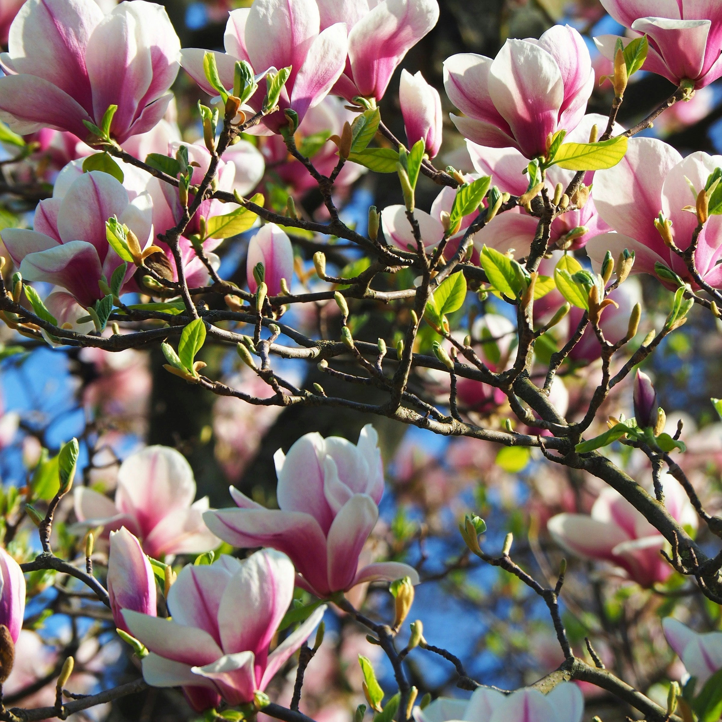 MAGNOLIA BARK EXTRACT