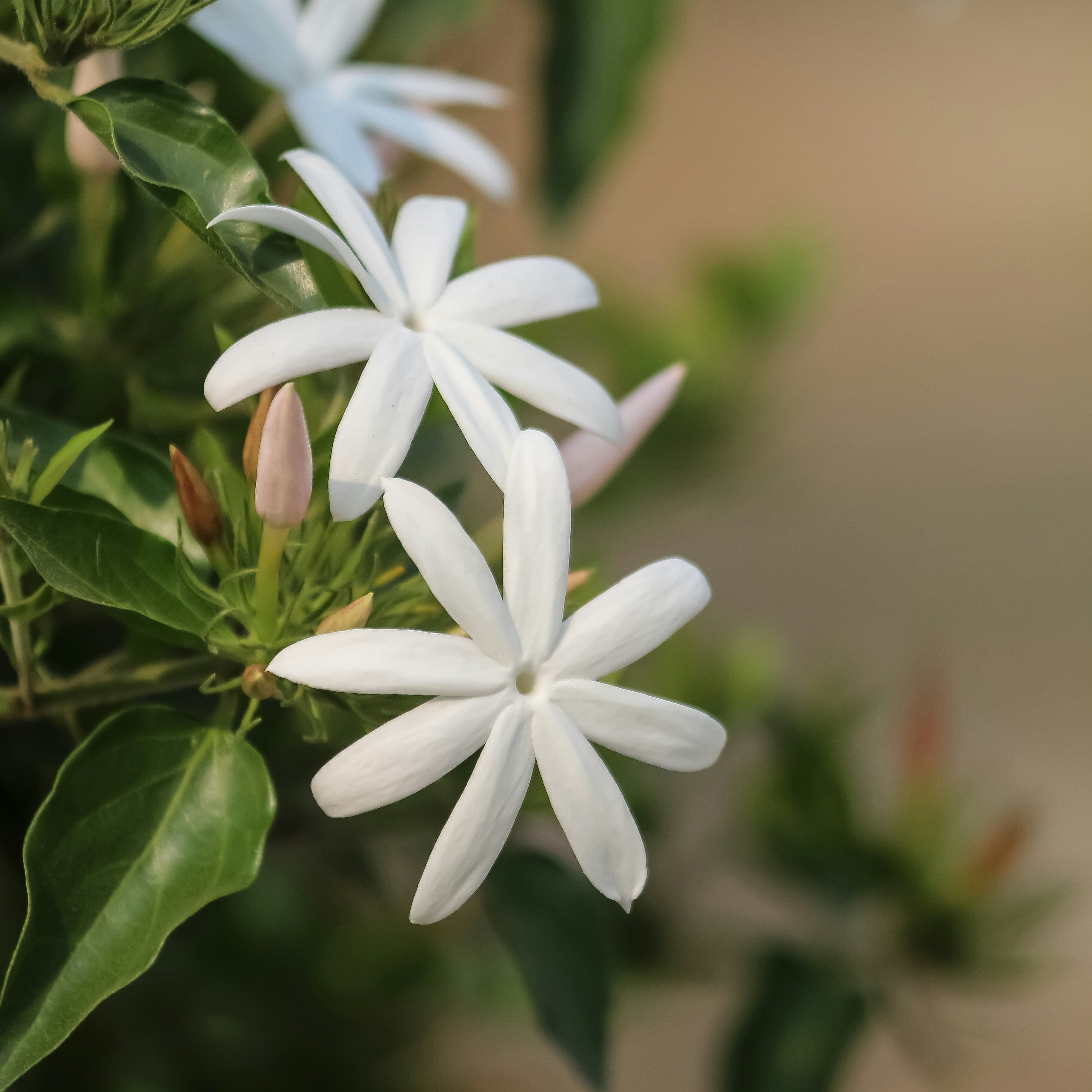 JASMINE ESSENTIAL OIL