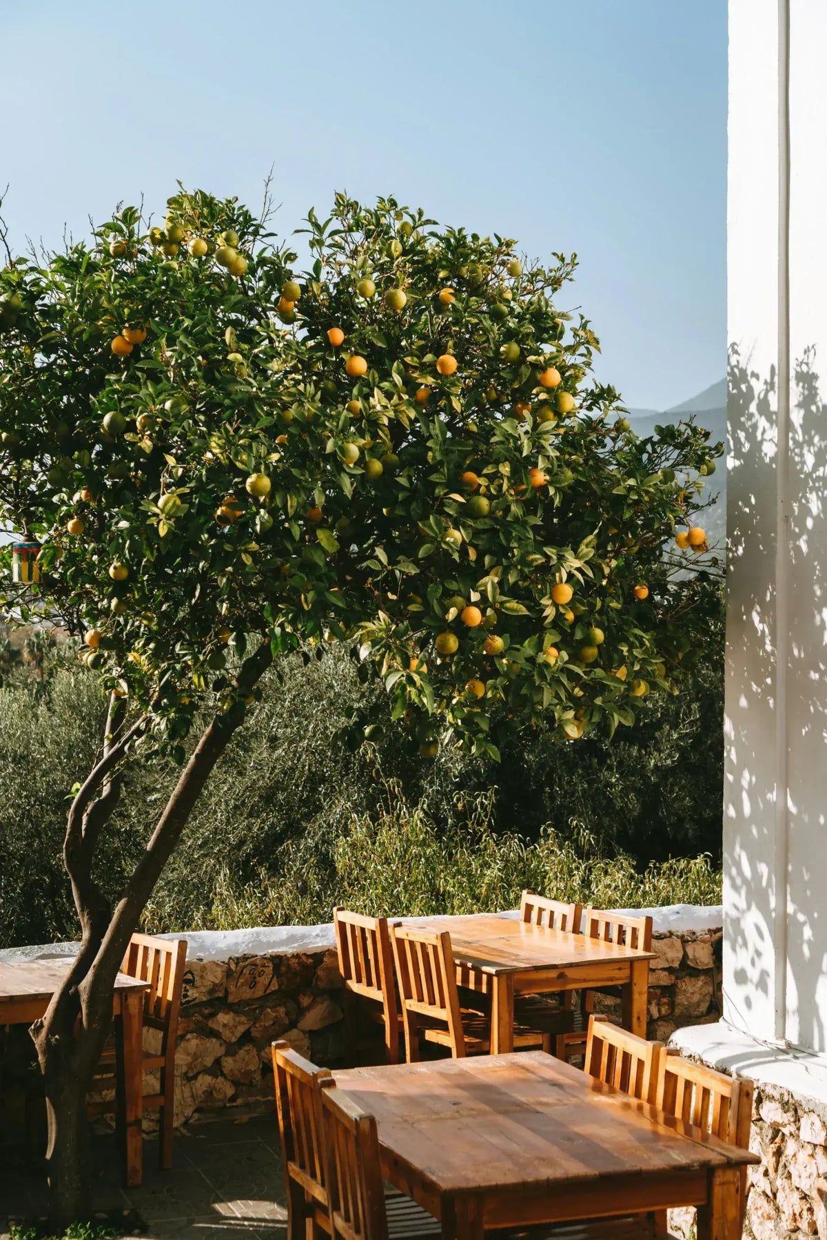 Citrus tree filled with ripe yellow and green fruits in a natural garden, illustrating the botanical source of citrus essential oils
