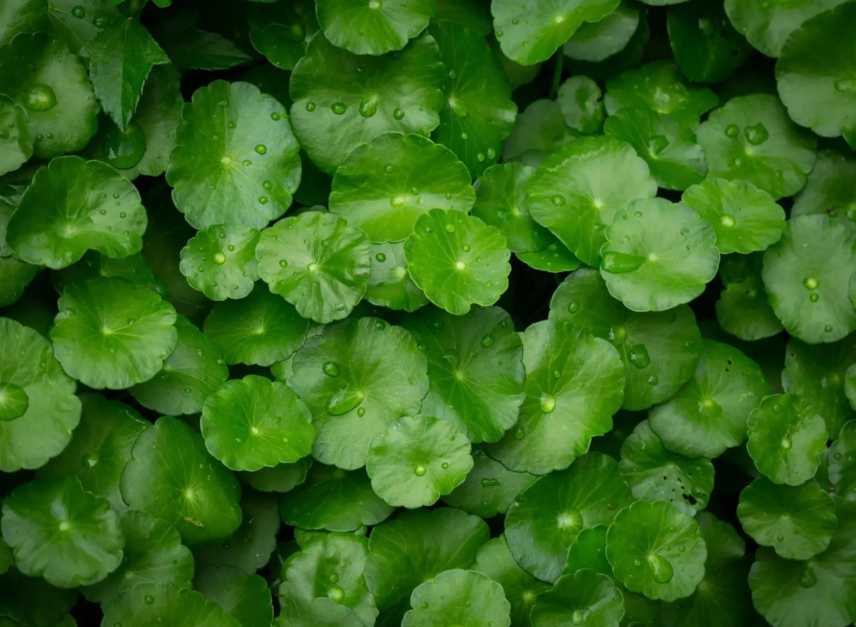 Close-up of fresh green Gotu Kola leaves with rounded edges and visible water droplets, growing closely together in overlapping layers