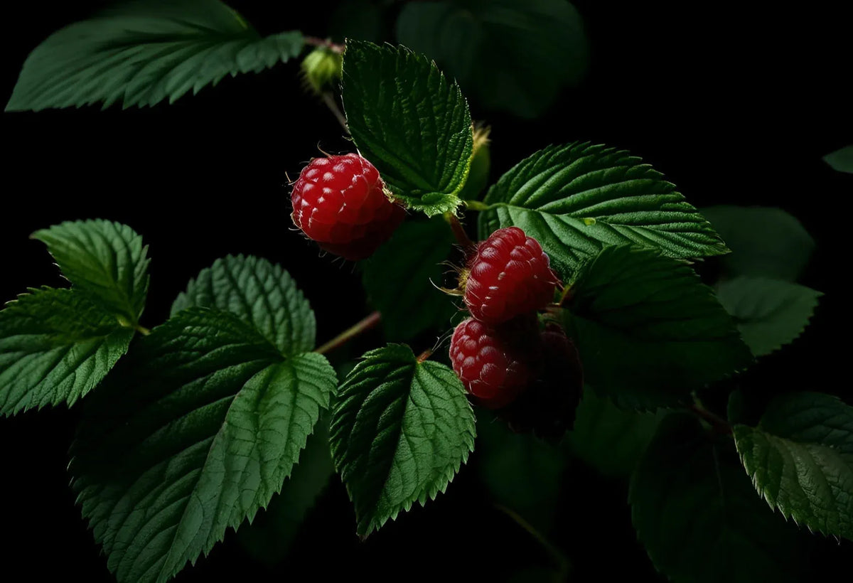 Close-up of red raspberries growing on a plant among textured dark green leaves against a black background.