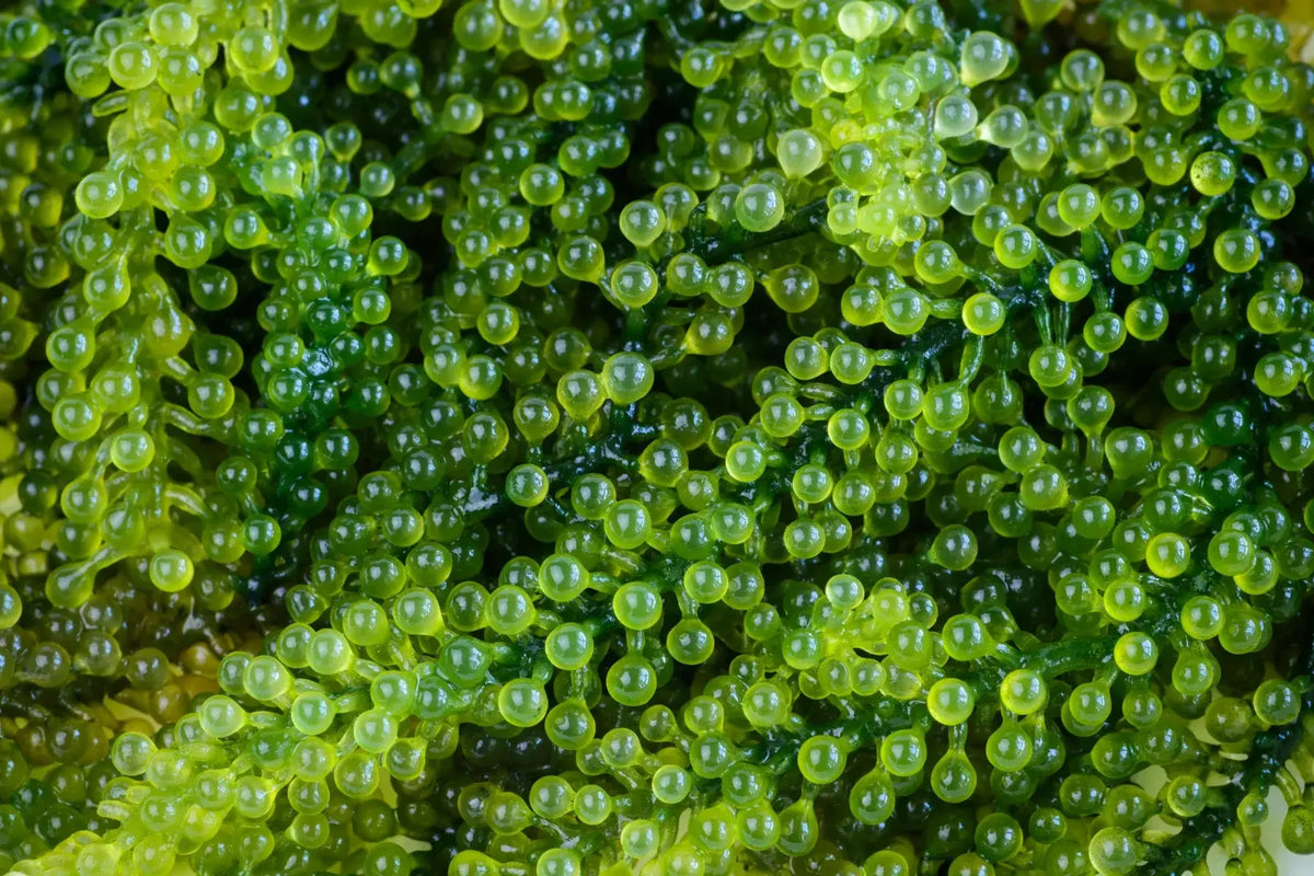 Close-up of green caviar seaweed with tiny, round, translucent green pearls densely clustered together.