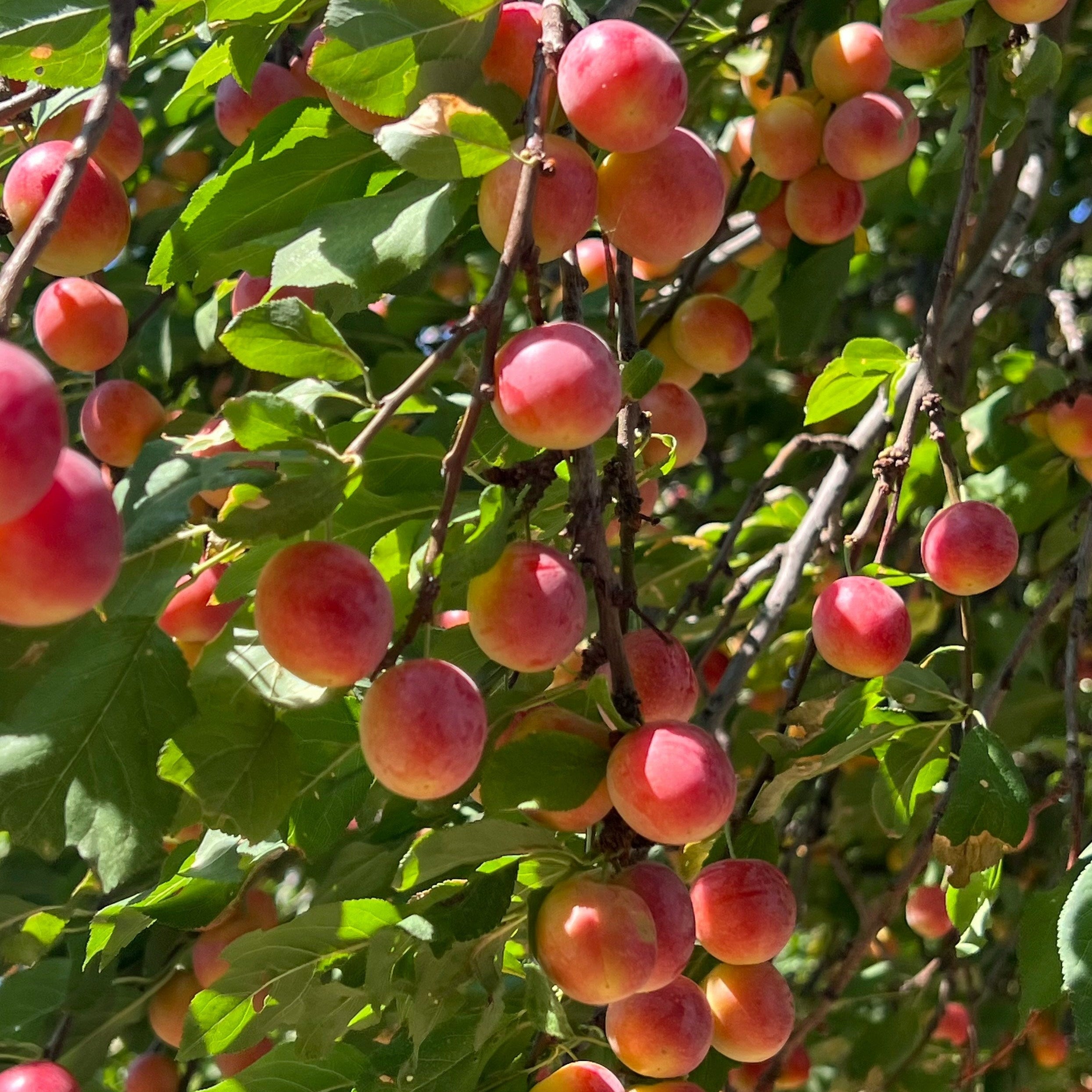 PLUM OIL