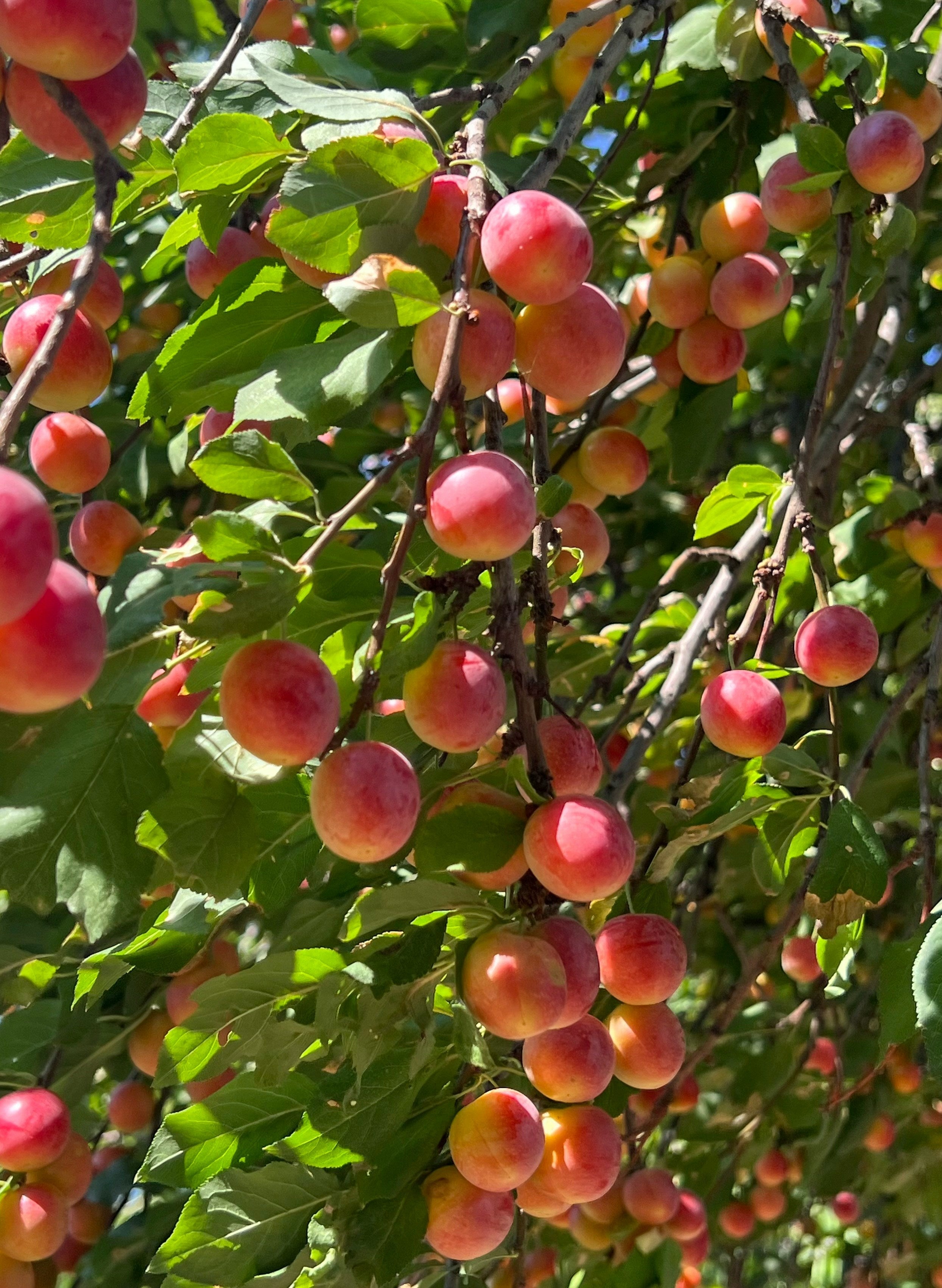 PLUM OIL