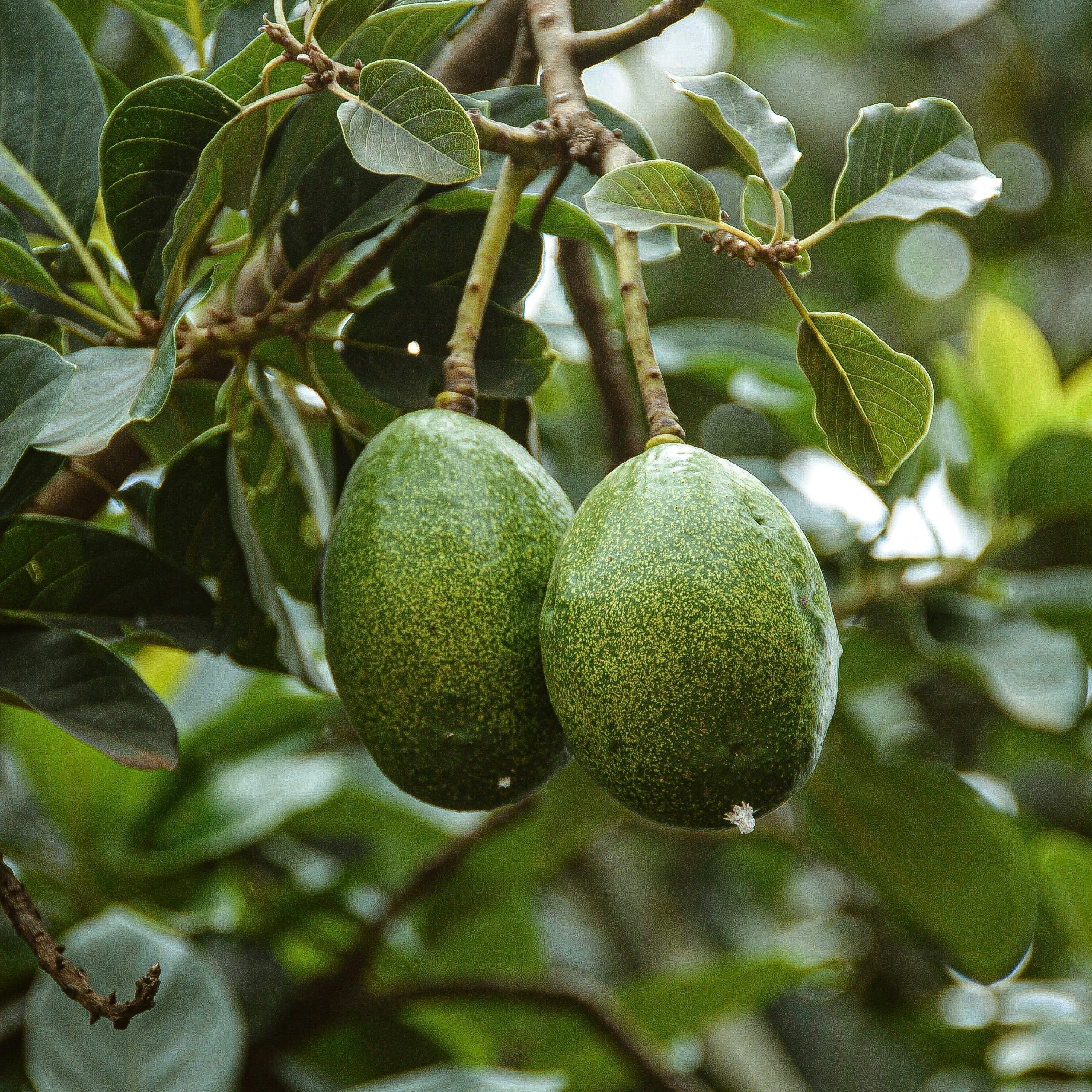AVOCADO OIL