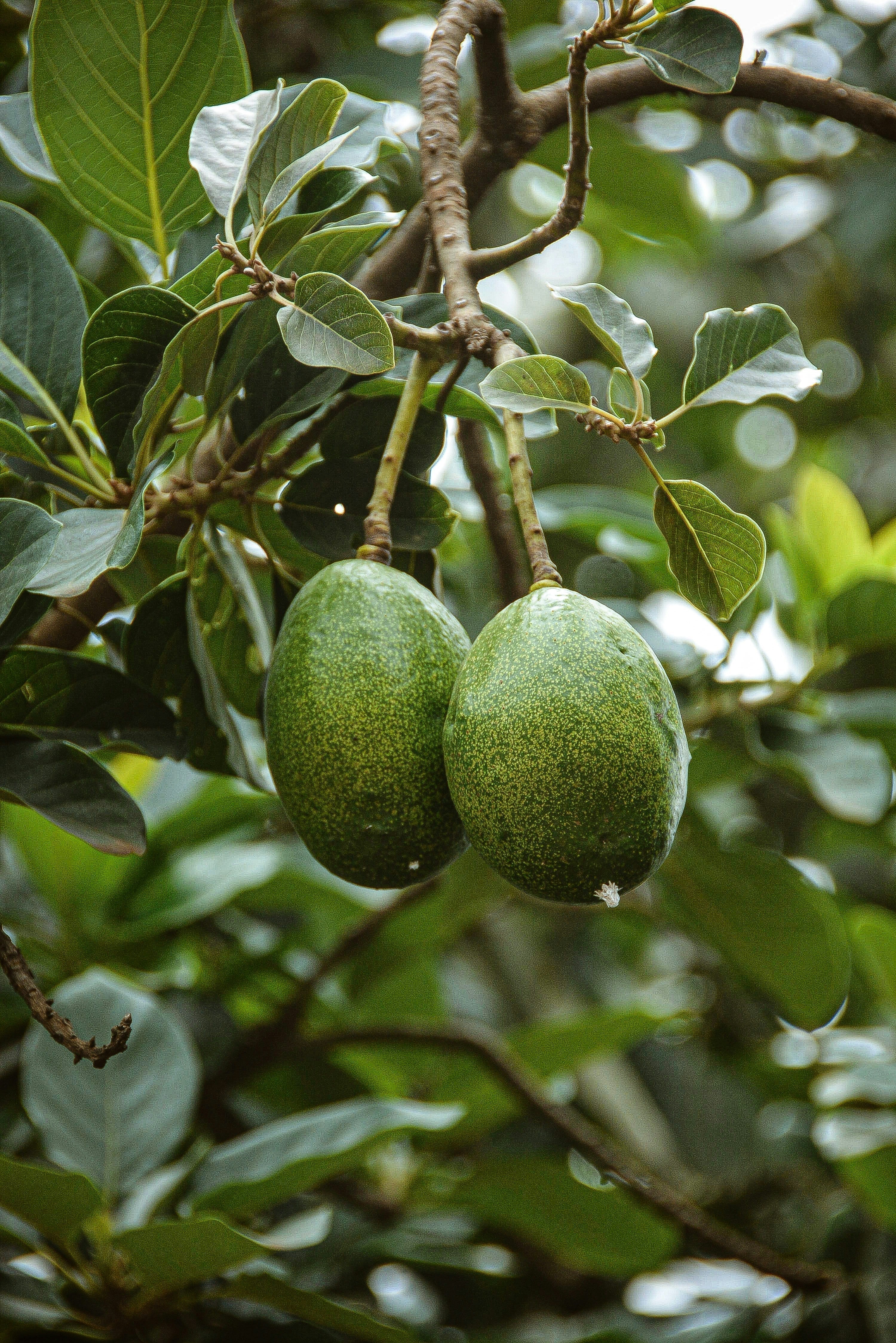 AVOCADO OIL