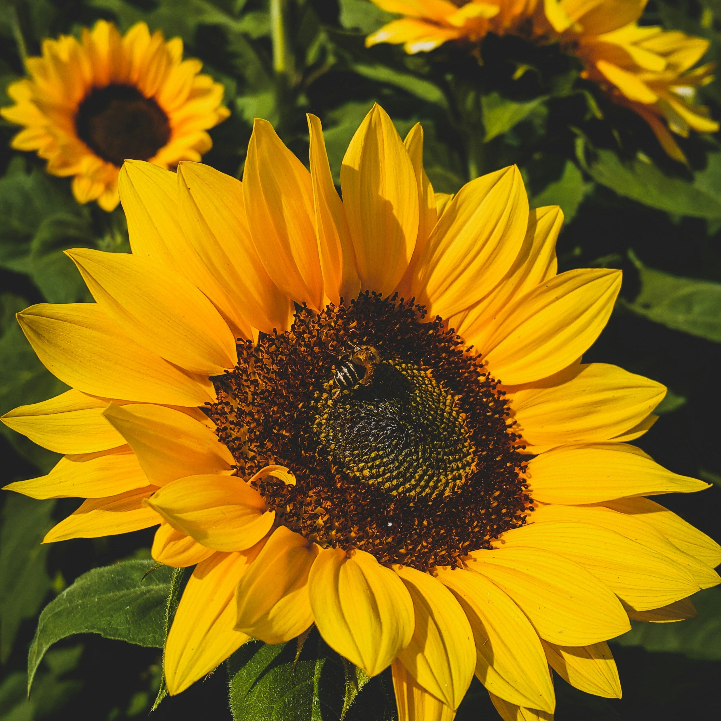 SUNFLOWER OIL