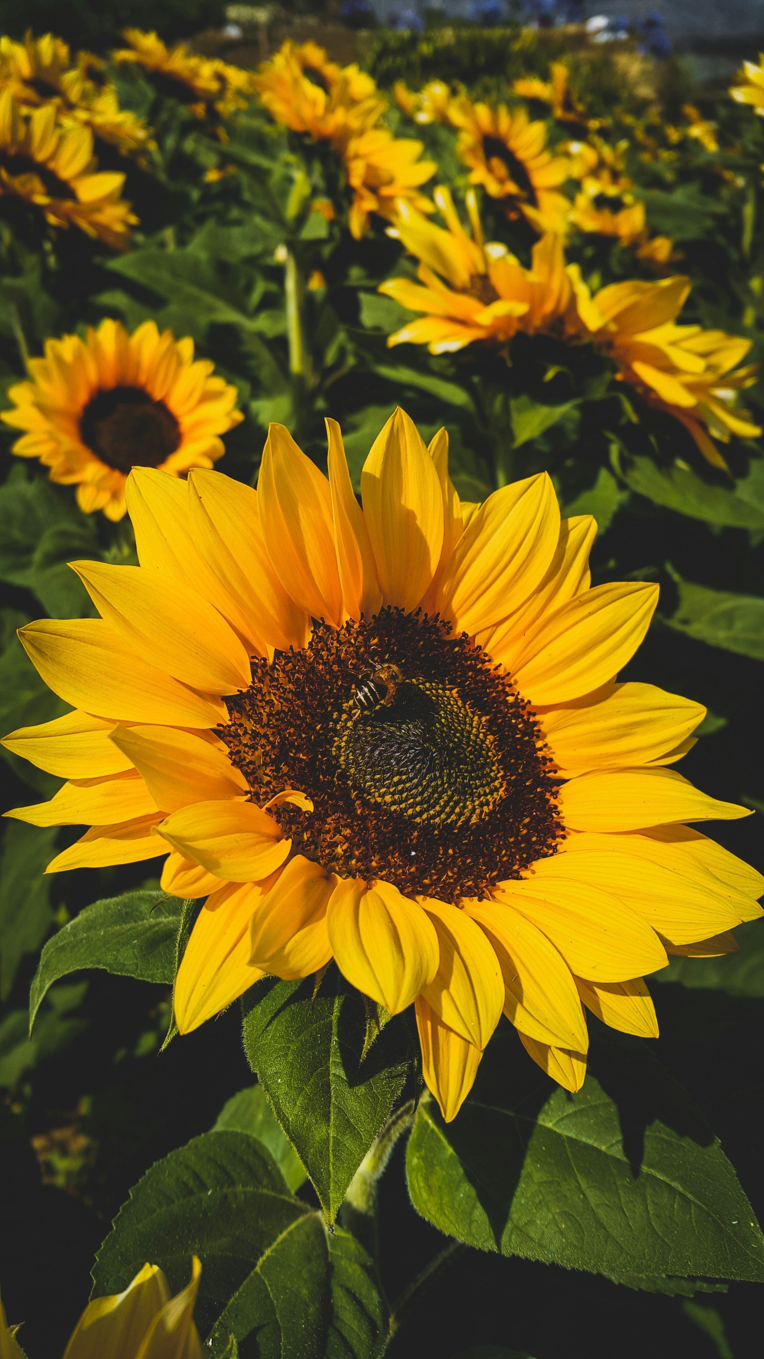SUNFLOWER OIL