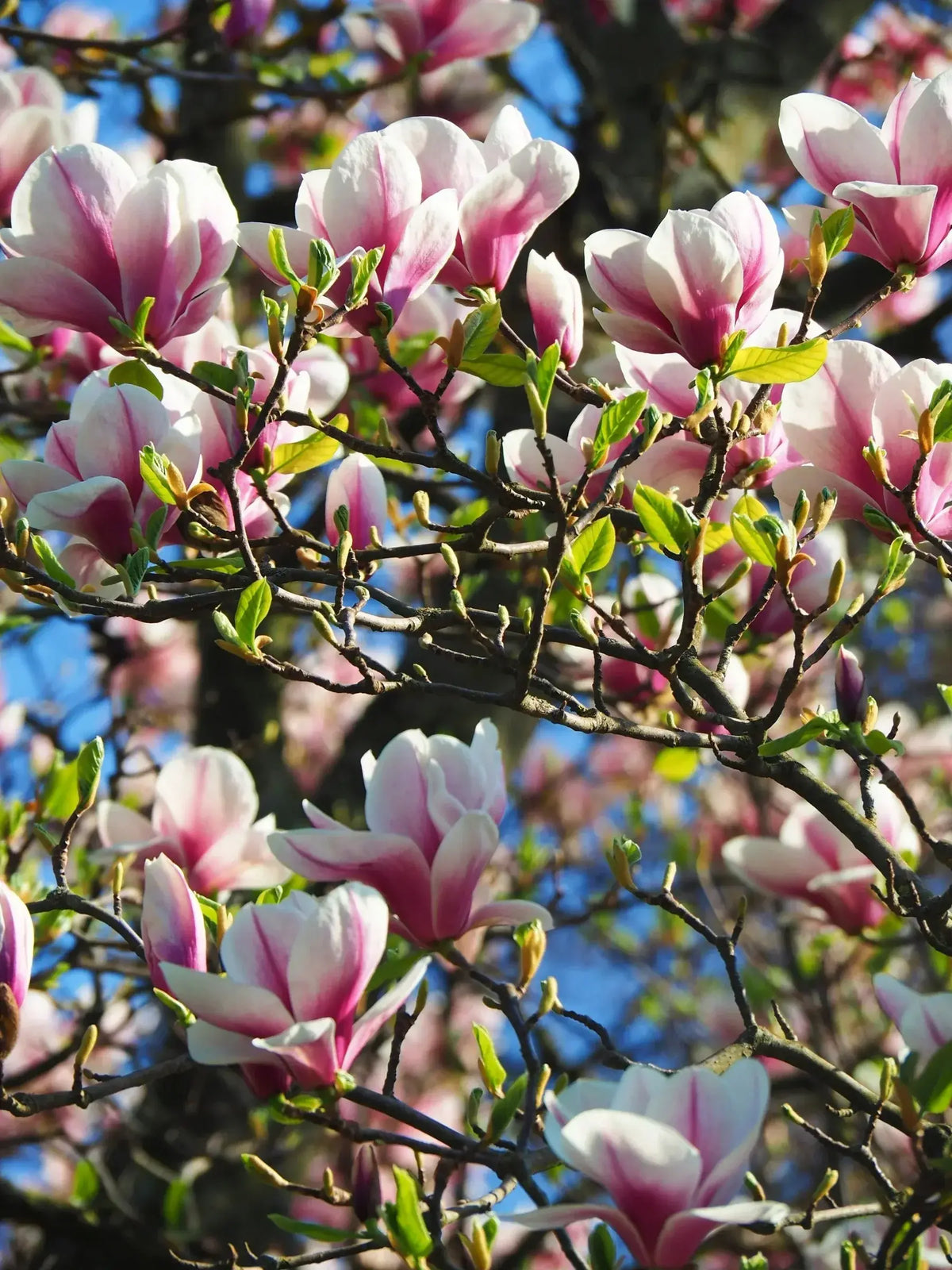 Pink and white magnolia flowers blooming on tree branches with fresh green leaves, highlighting the natural source of magnolia bark.