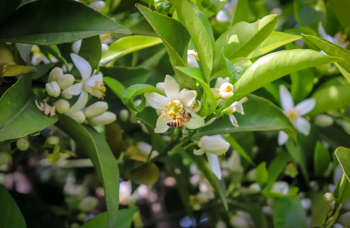 White orange blossom flowers blooming among lush green leaves, with a honeybee collecting nectar, representing the natural floral source of neroli essential oil.