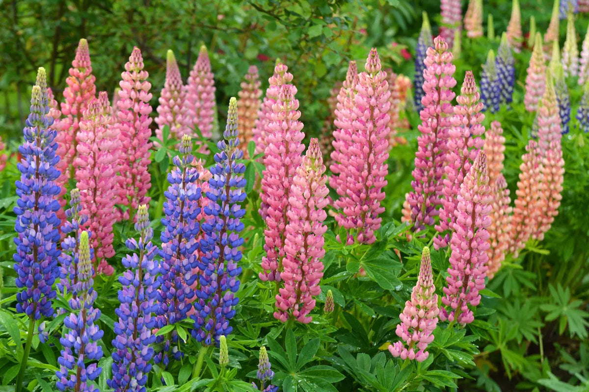 Pink, purple and blue lupine flowers (Lupinus) blooming in tall spikes among lush green foliage