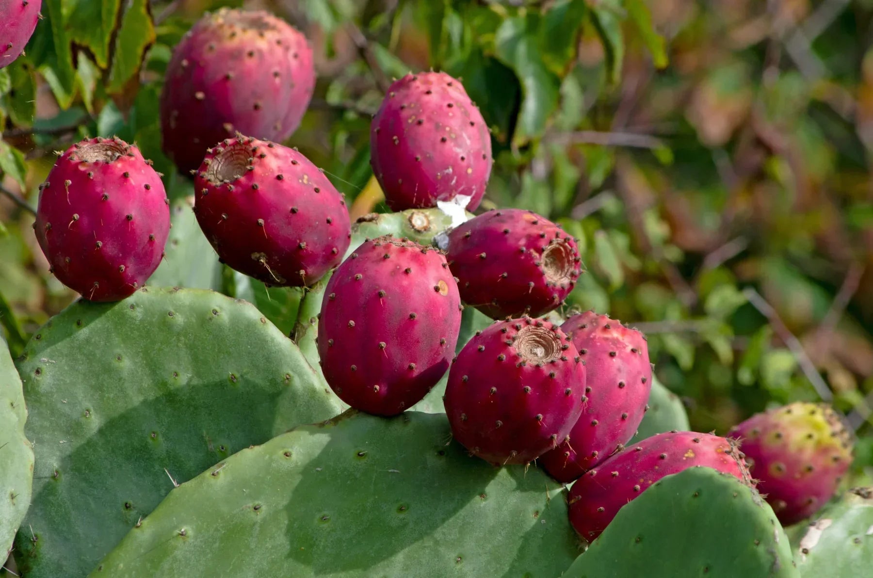 Close-up of reddish-pink prickly pear fruits with tiny spines growing on flat green cactus stems.