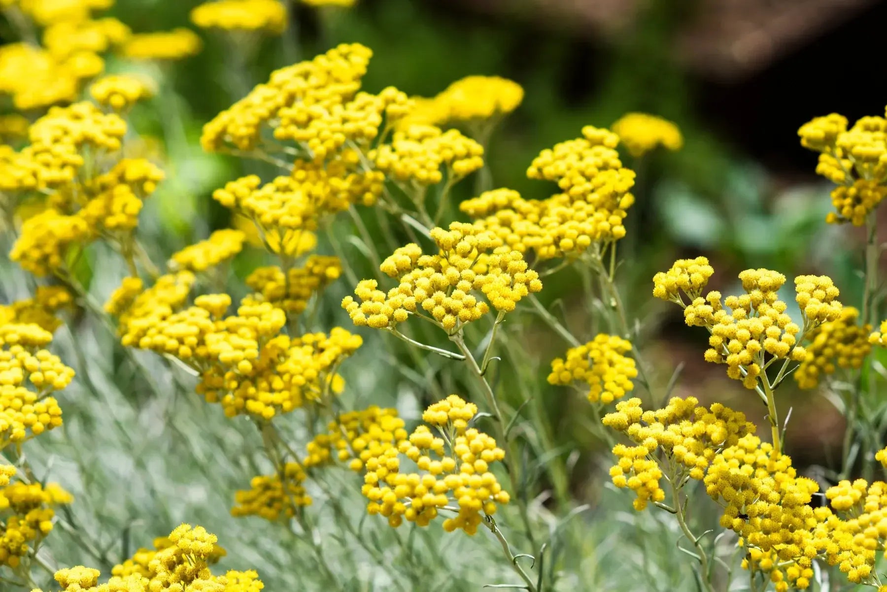Close-up of bright yellow helichrysum flowers growing in clusters on slender green stems against a softly blurred green background