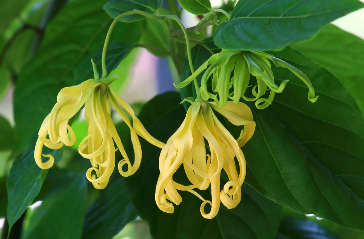 Yellow ylang-ylang flowers with long, curled petals hanging from branches surrounded by lush green leaves.