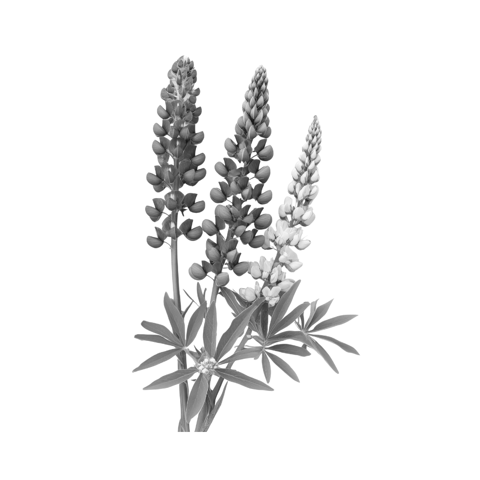 Black and white lupine flowers used as a botanical skincare ingredient