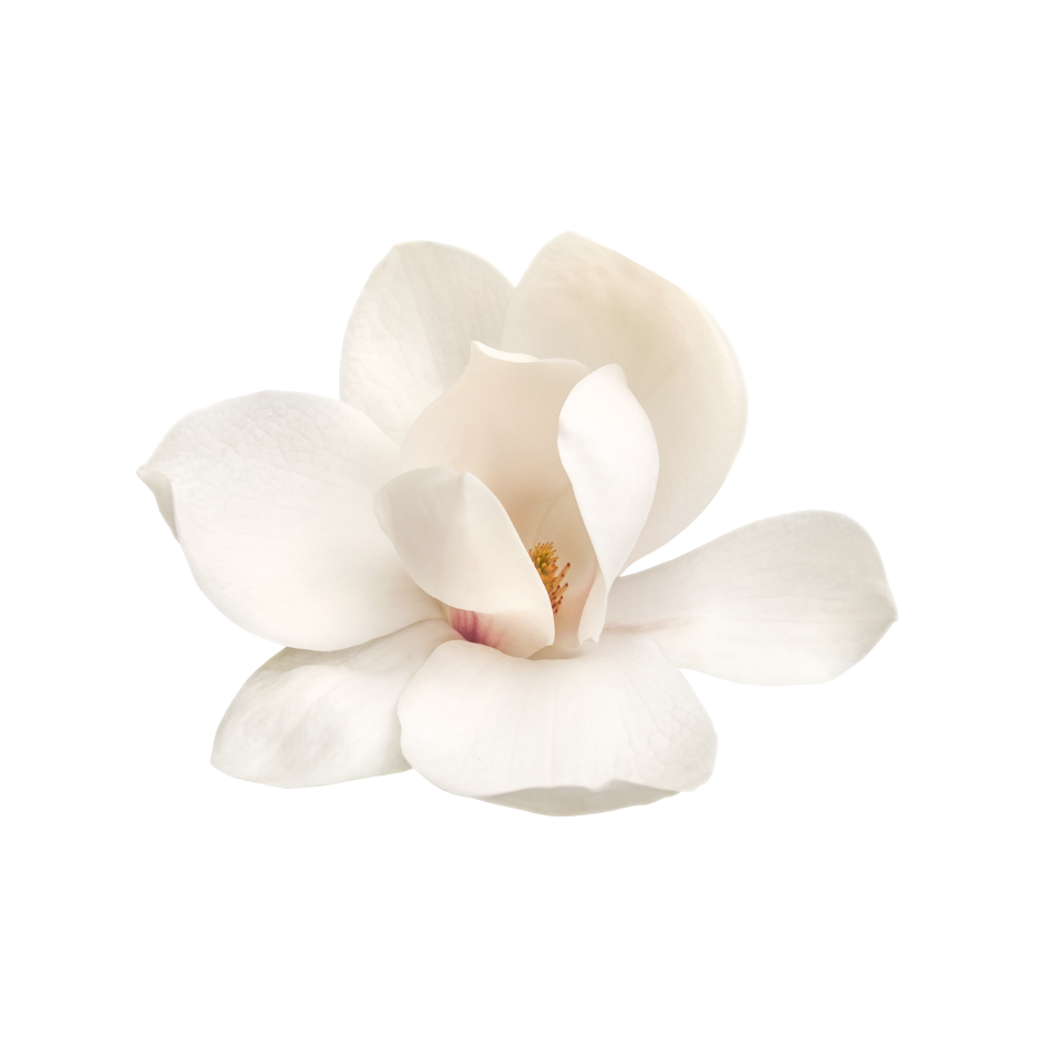 Magnolia flower representing magnolia bark in Celeste Switala skincare